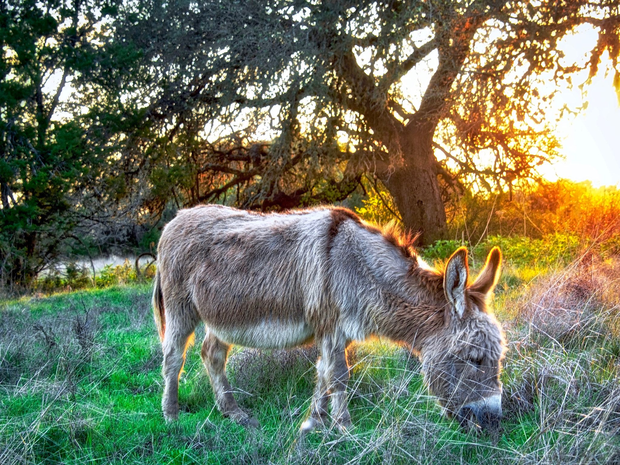Olympus OM-D E-M1 sample photo. Burro at sunset photography