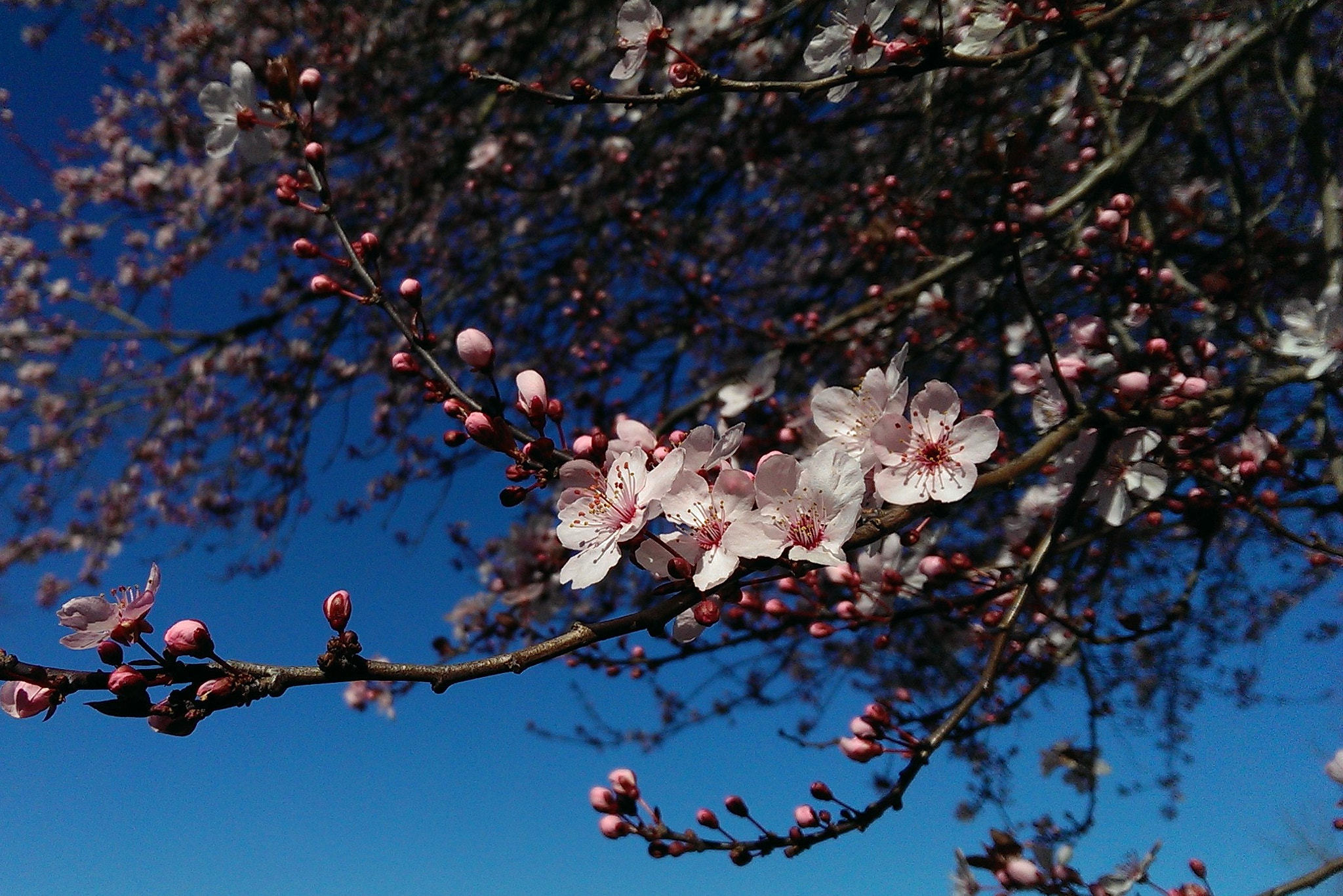 HTC ONE GOOGLE PLAY EDITION sample photo. Fresh blossoms in early spring photography