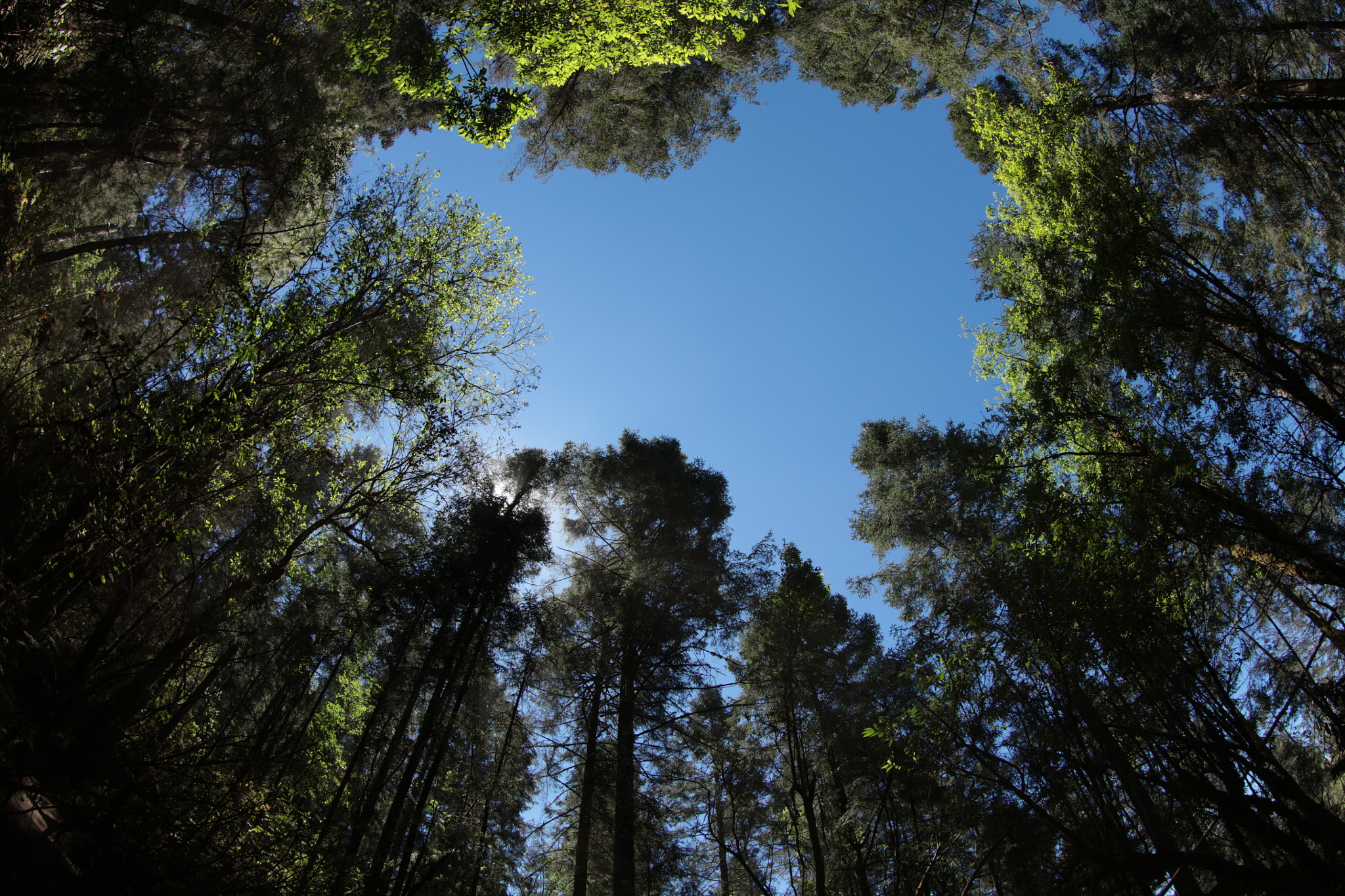 Canon EOS 5DS R + Canon EF 8-15mm F4L Fisheye USM sample photo. A clearing in the woods. photography