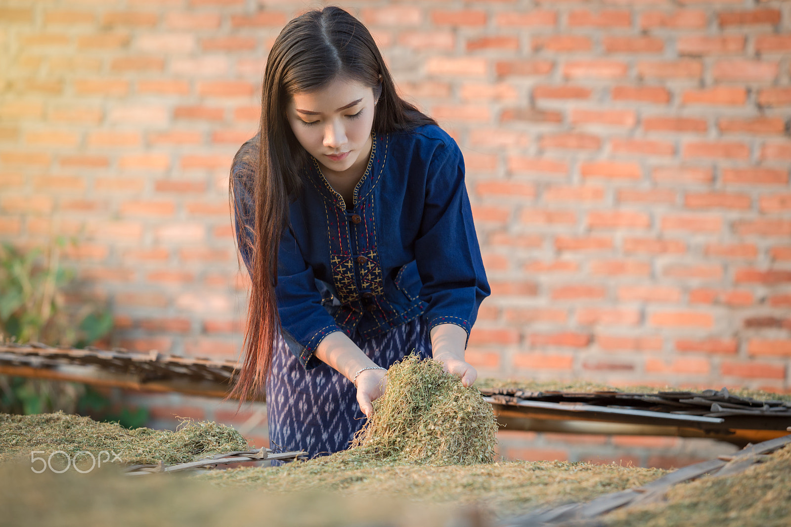 Canon EF 70-200mm F2.8L USM sample photo. Tobacco leaf the best inthai photography