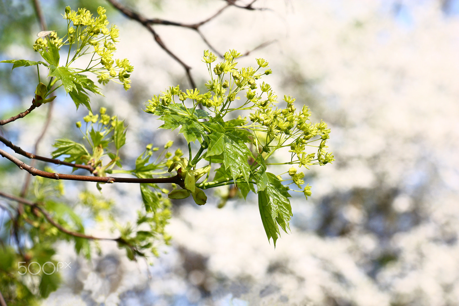 Canon EOS 450D (EOS Rebel XSi / EOS Kiss X2) sample photo. Blossoming branch of a maple. photography