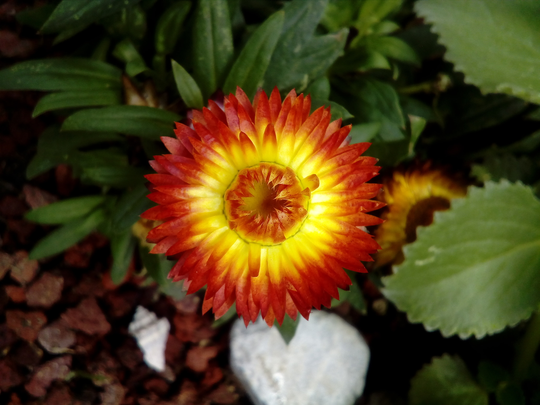 ZTE BLADE A510 sample photo. Fire flower  photography