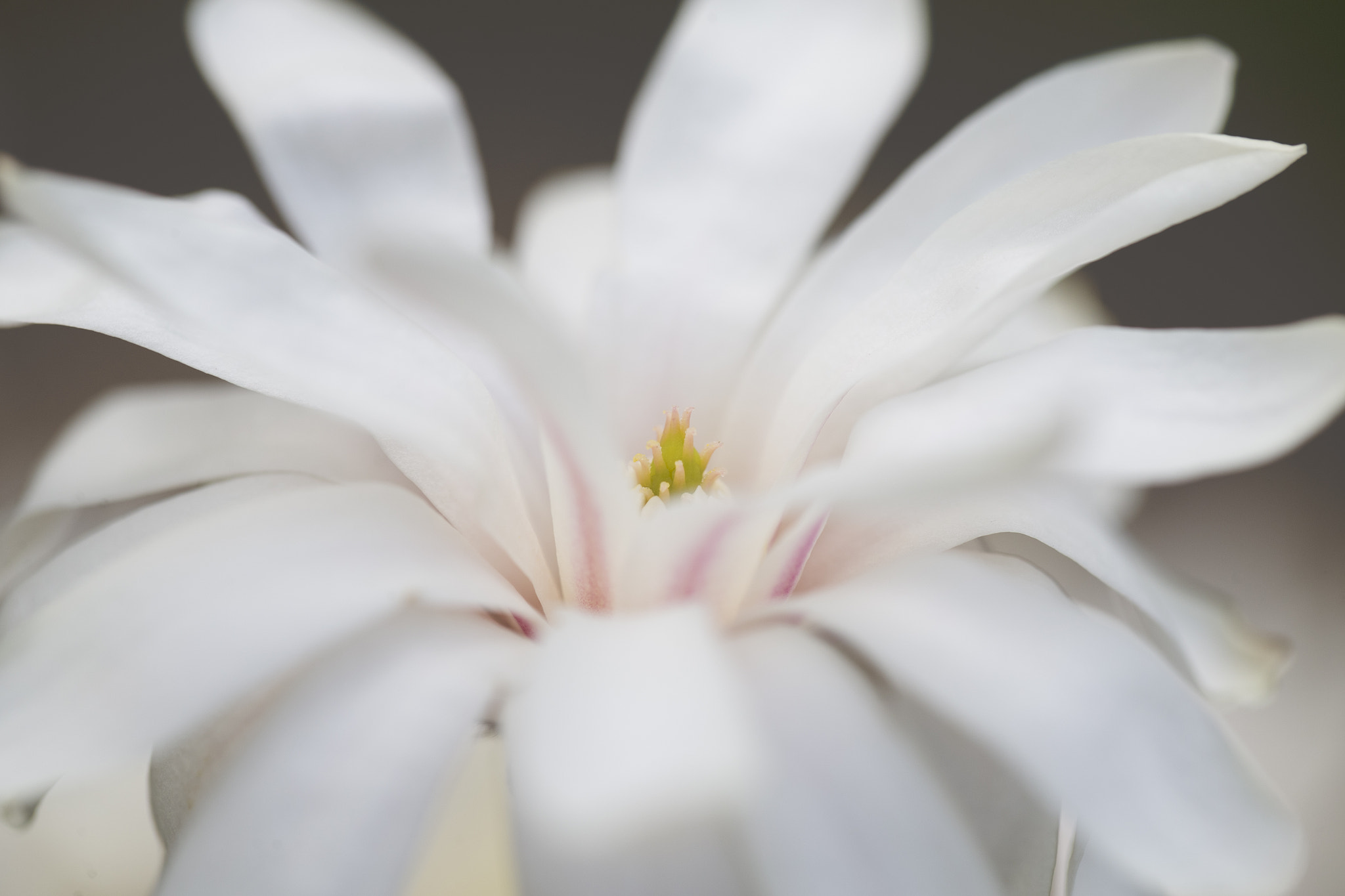 Canon EF 100mm F2.8L Macro IS USM sample photo. Before the freeze~ photography