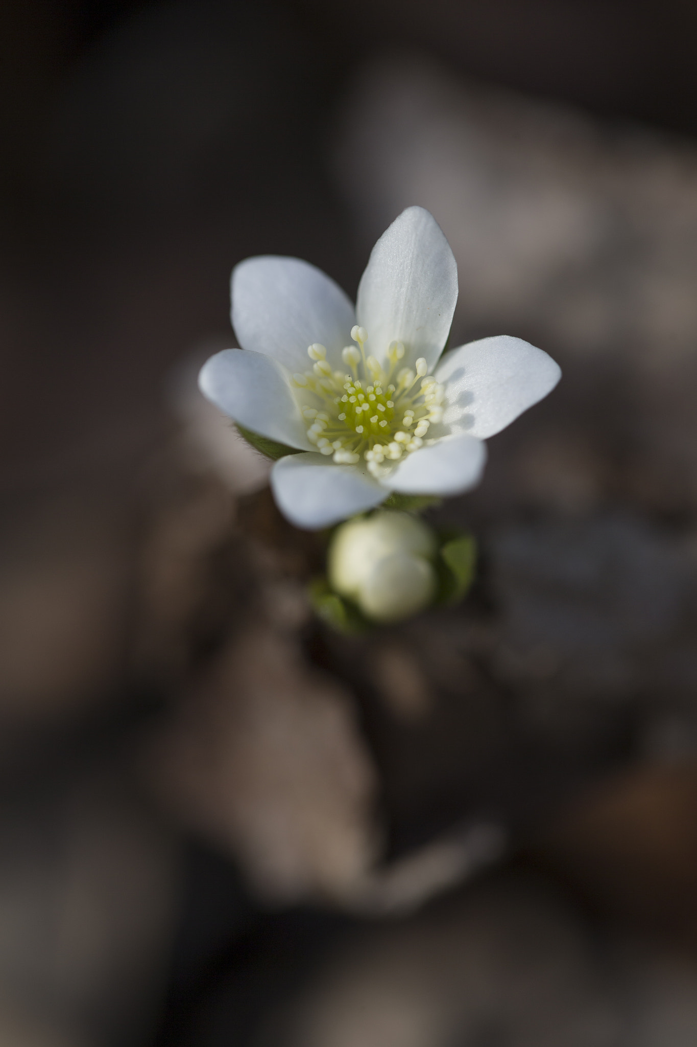 Canon EF 100mm F2.8L Macro IS USM sample photo. Hepatica photography