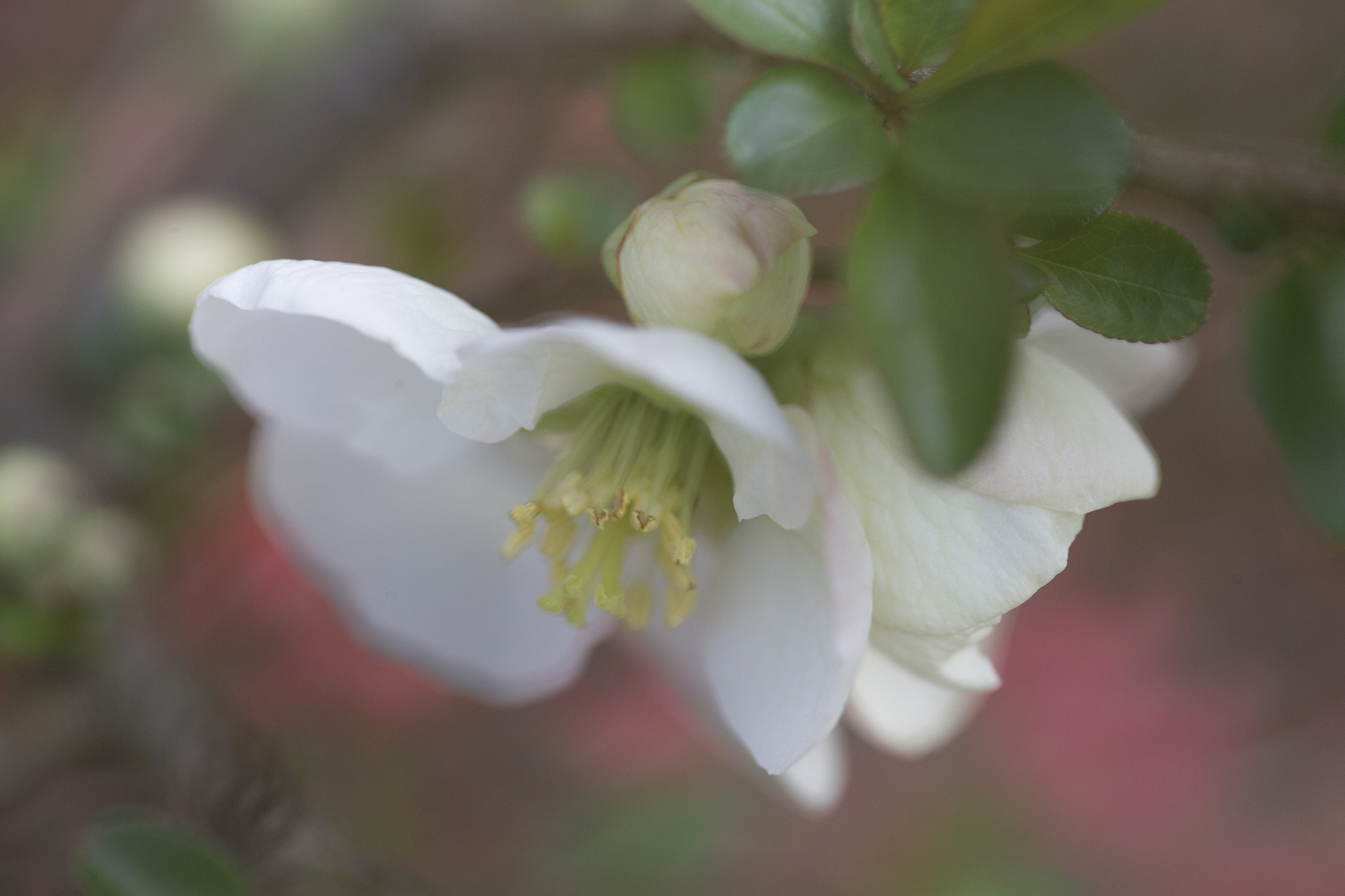 Canon EOS-1D X sample photo. Flowering quince~ photography