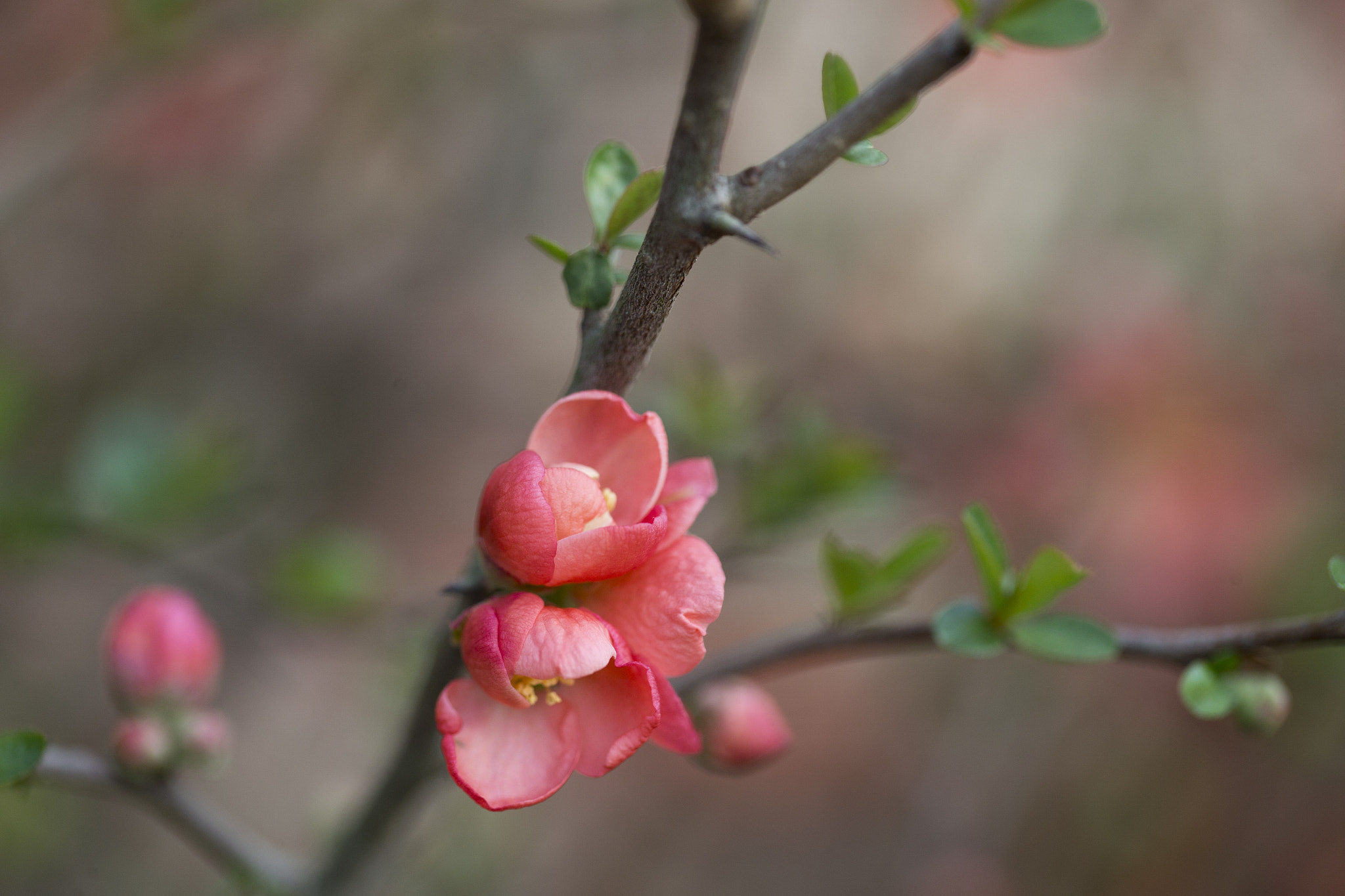 Canon EF 100mm F2.8L Macro IS USM sample photo. Orange quince~ photography