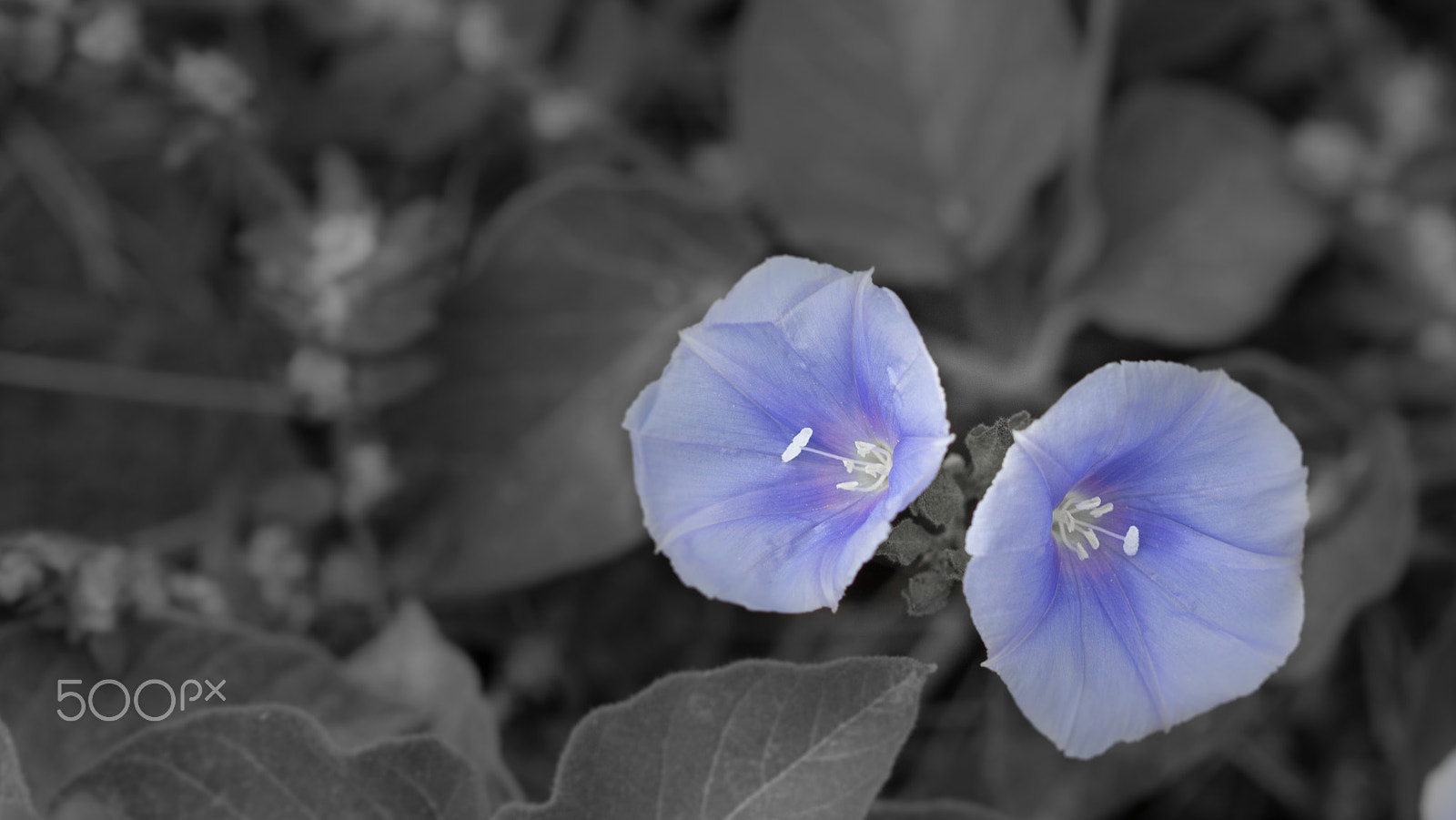 Canon EF 100mm F2.8 Macro USM sample photo. Base militar photography