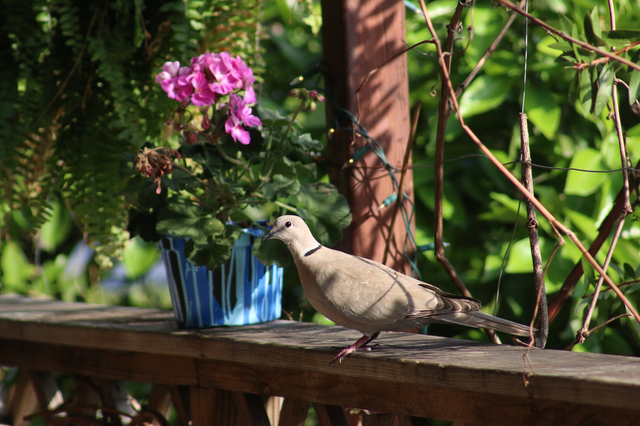 Canon EOS 70D + EF75-300mm f/4-5.6 sample photo. Img photography