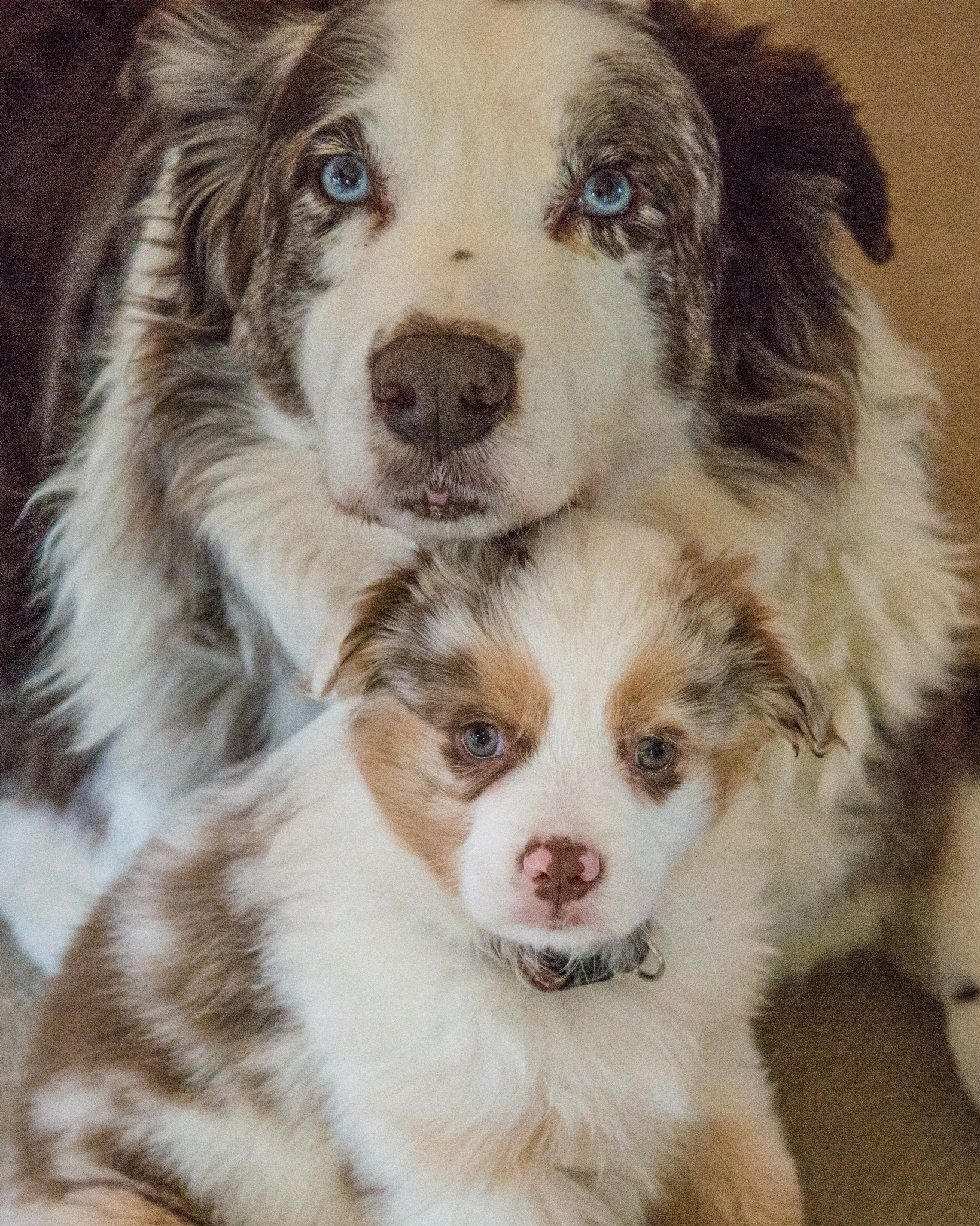 Nikon D800 sample photo. Happy national puppy day! photography