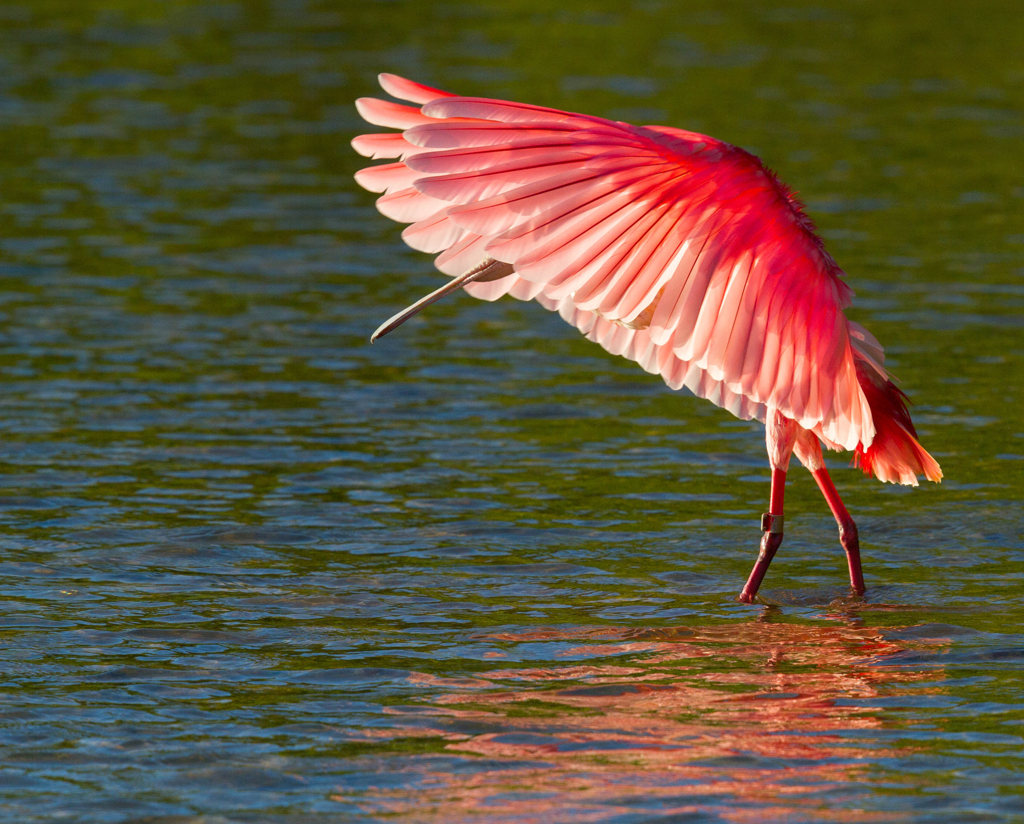 Canon EOS 7D + Canon EF 500mm F4L IS II USM sample photo. Roseate spoonbill artistry photography