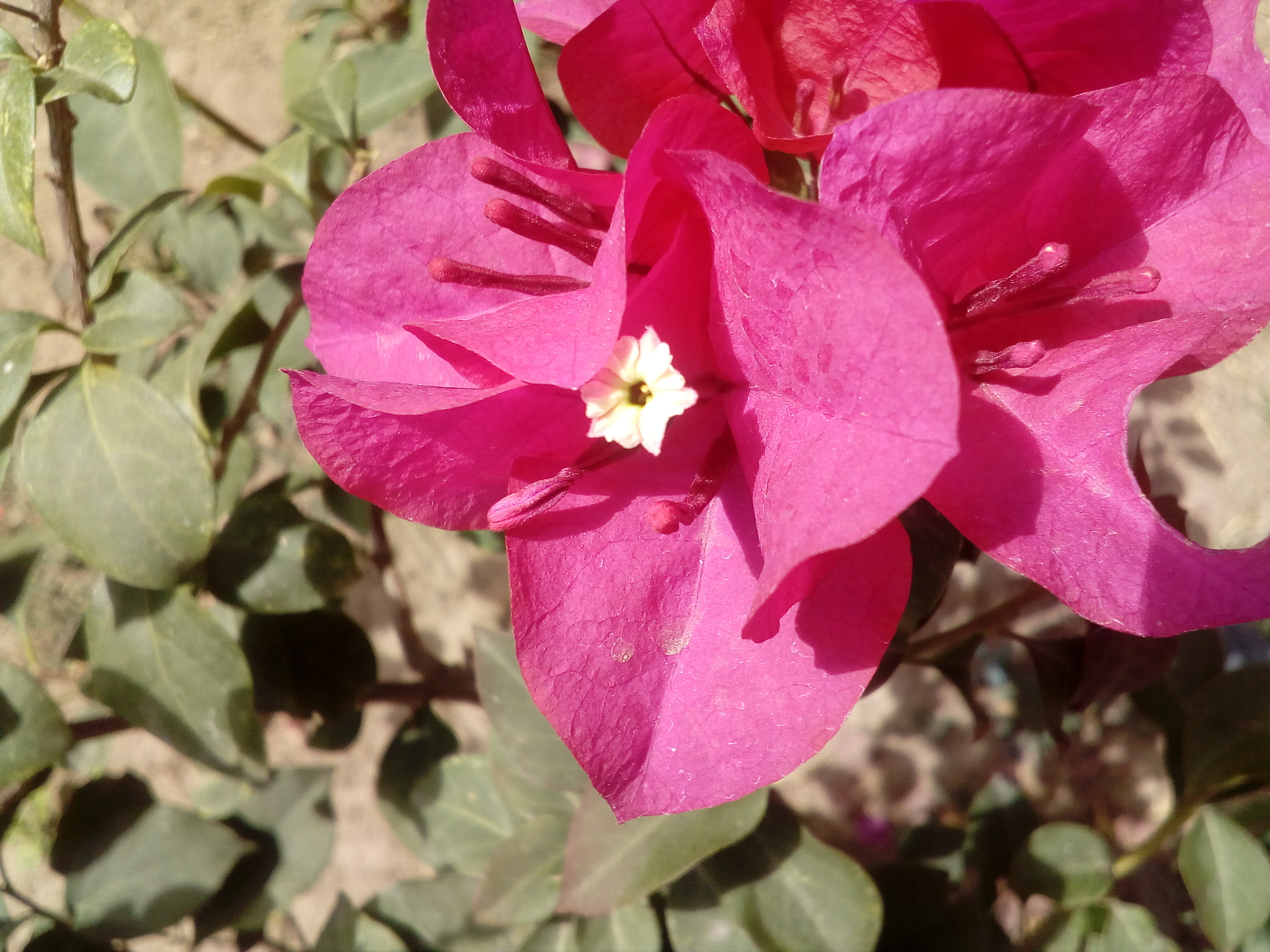 ZTE BLADE A510 sample photo. However photography
