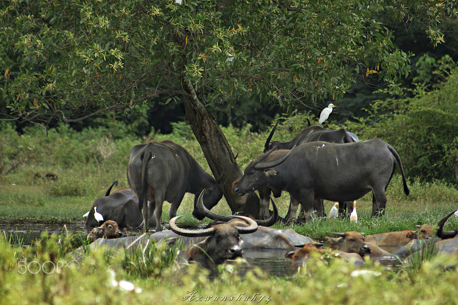 Canon EF 75-300mm f/4-5.6 USM sample photo. Water buffalo photography