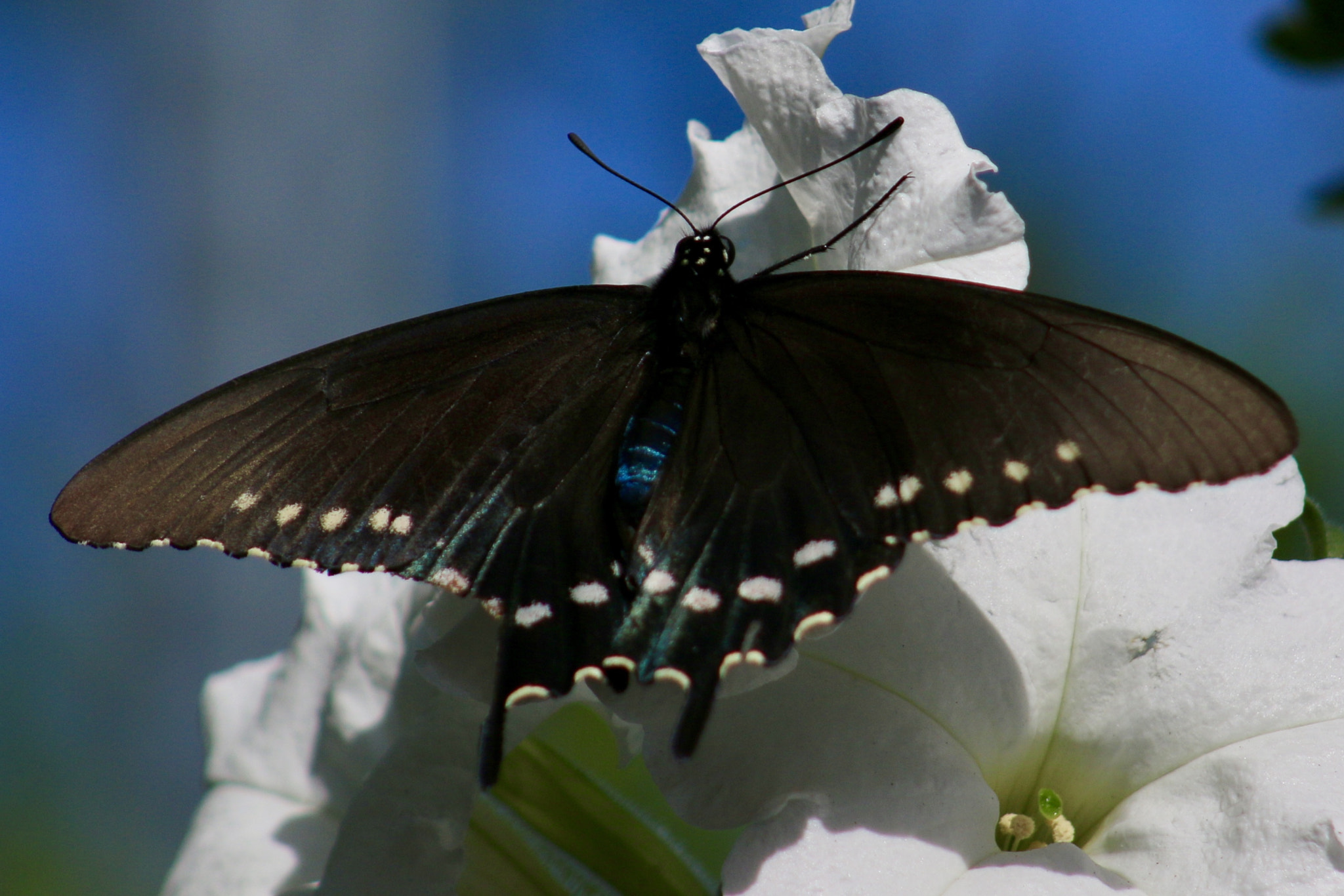 Canon EOS 70D + EF75-300mm f/4-5.6 sample photo. Fullsizeoutput e photography