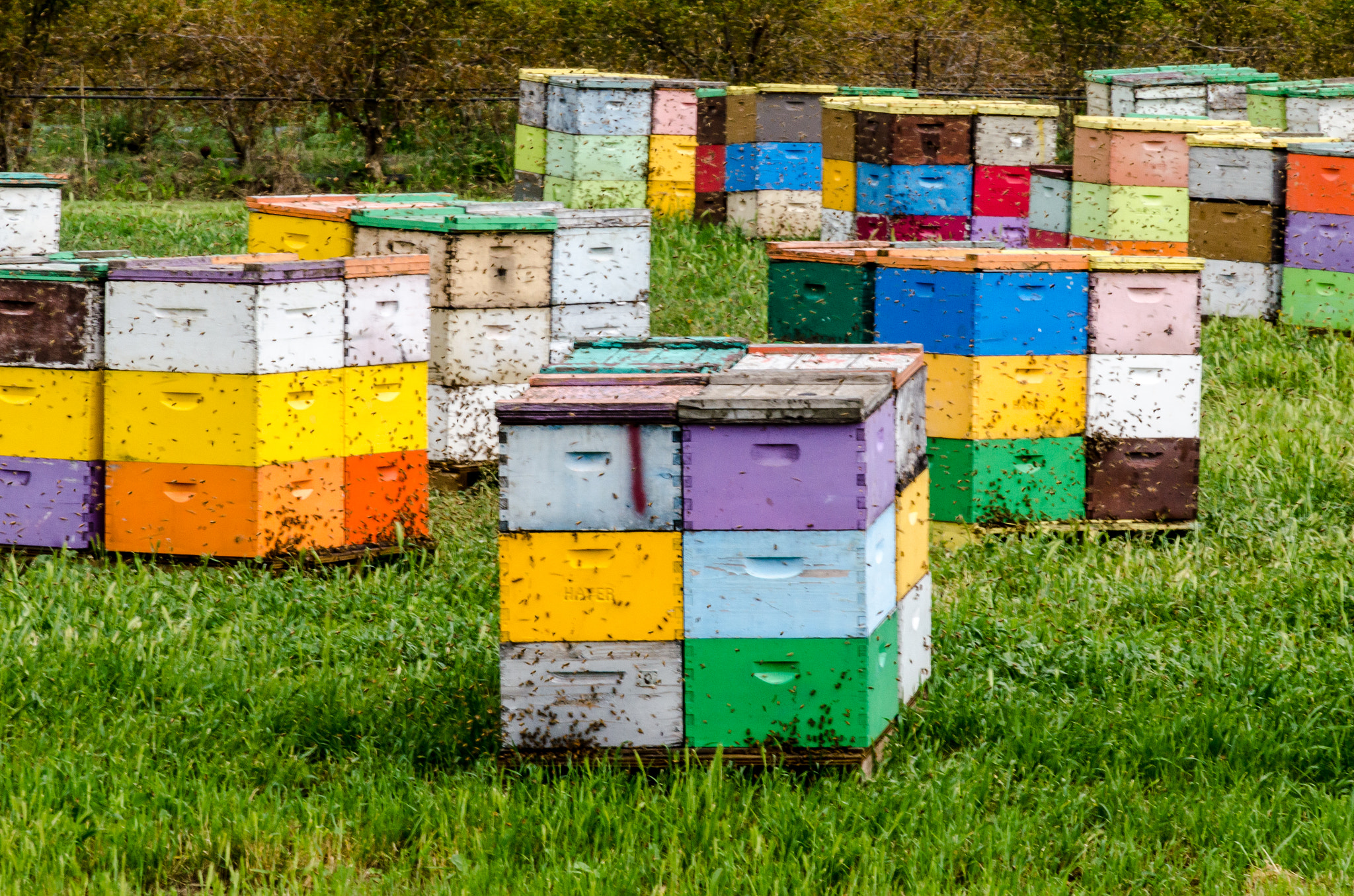 Nikon D5100 sample photo. Colorful bee hives photography