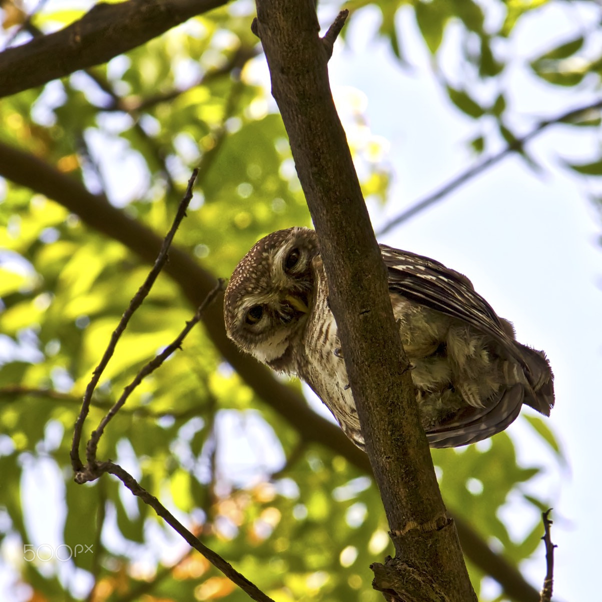 Canon EOS 100D (EOS Rebel SL1 / EOS Kiss X7) sample photo. Spotted owlet photography