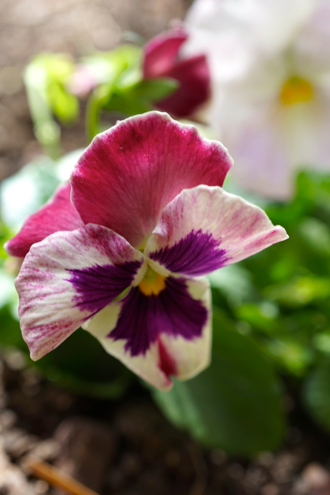 Sony a6000 sample photo. Pink pansy photography