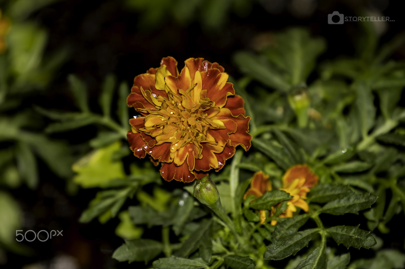 Canon EF 70-300mm F4-5.6L IS USM sample photo. Marigold photography