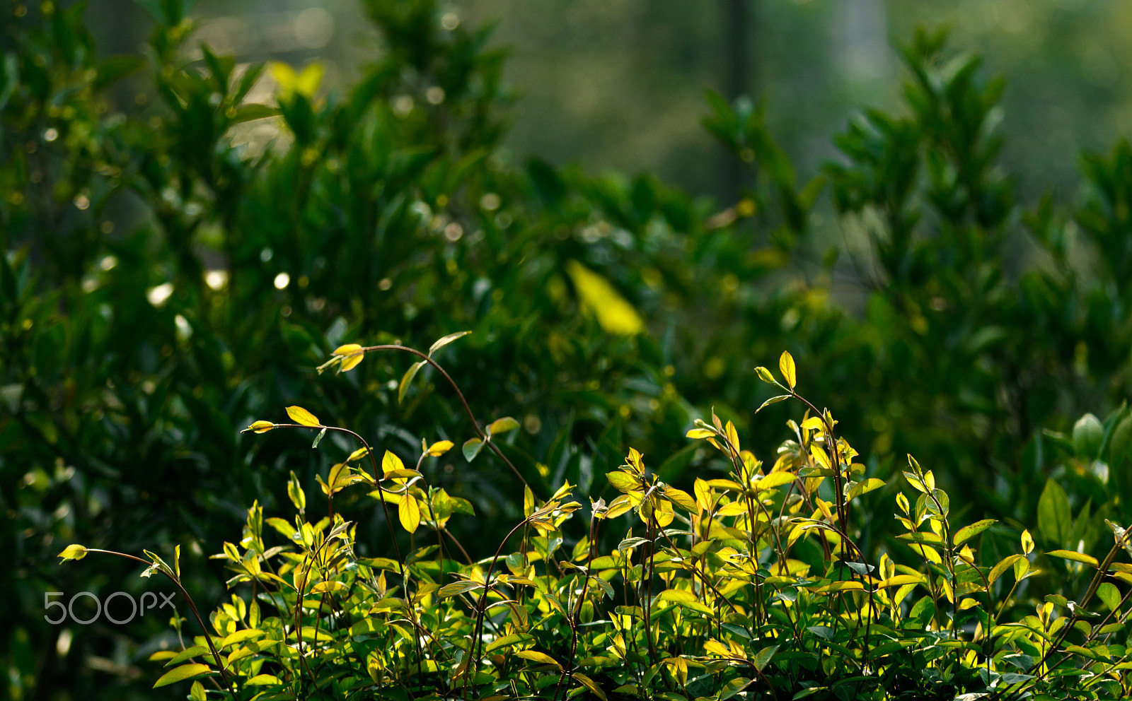 Canon EF 70-200mm F2.8L IS II USM sample photo. Early morning photography
