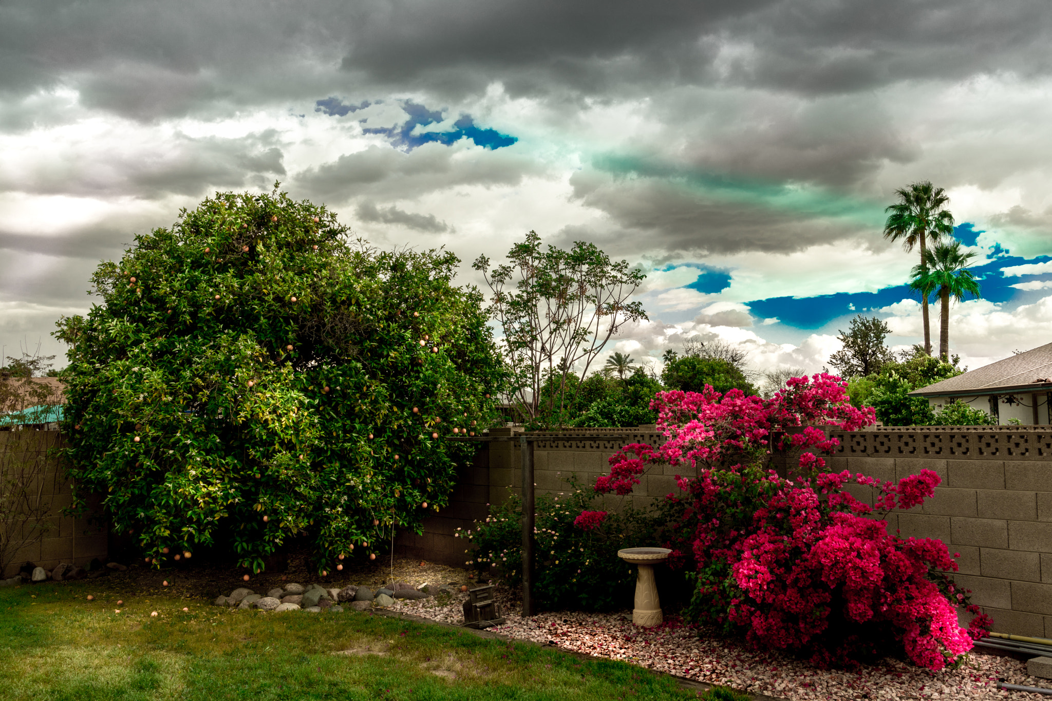 Tamron SP 35mm F1.8 Di VC USD sample photo. Beautiful late afternoon in my  backyard... photography