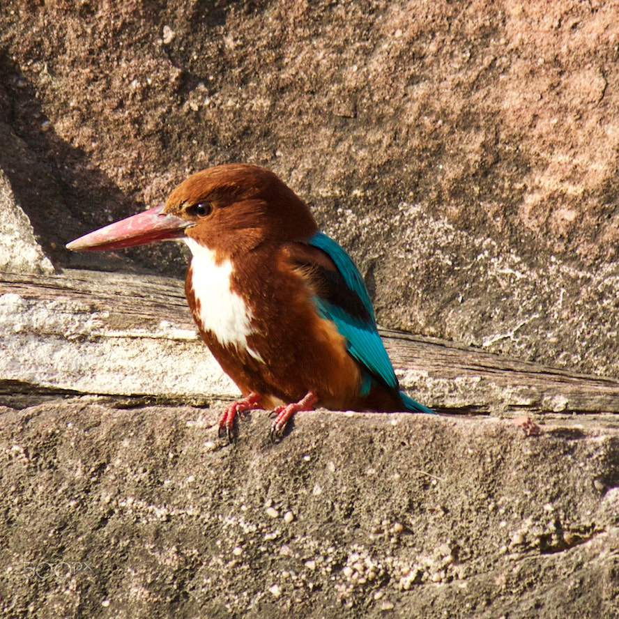 Canon EF-S 55-250mm F4-5.6 IS sample photo. Kingfisher photography