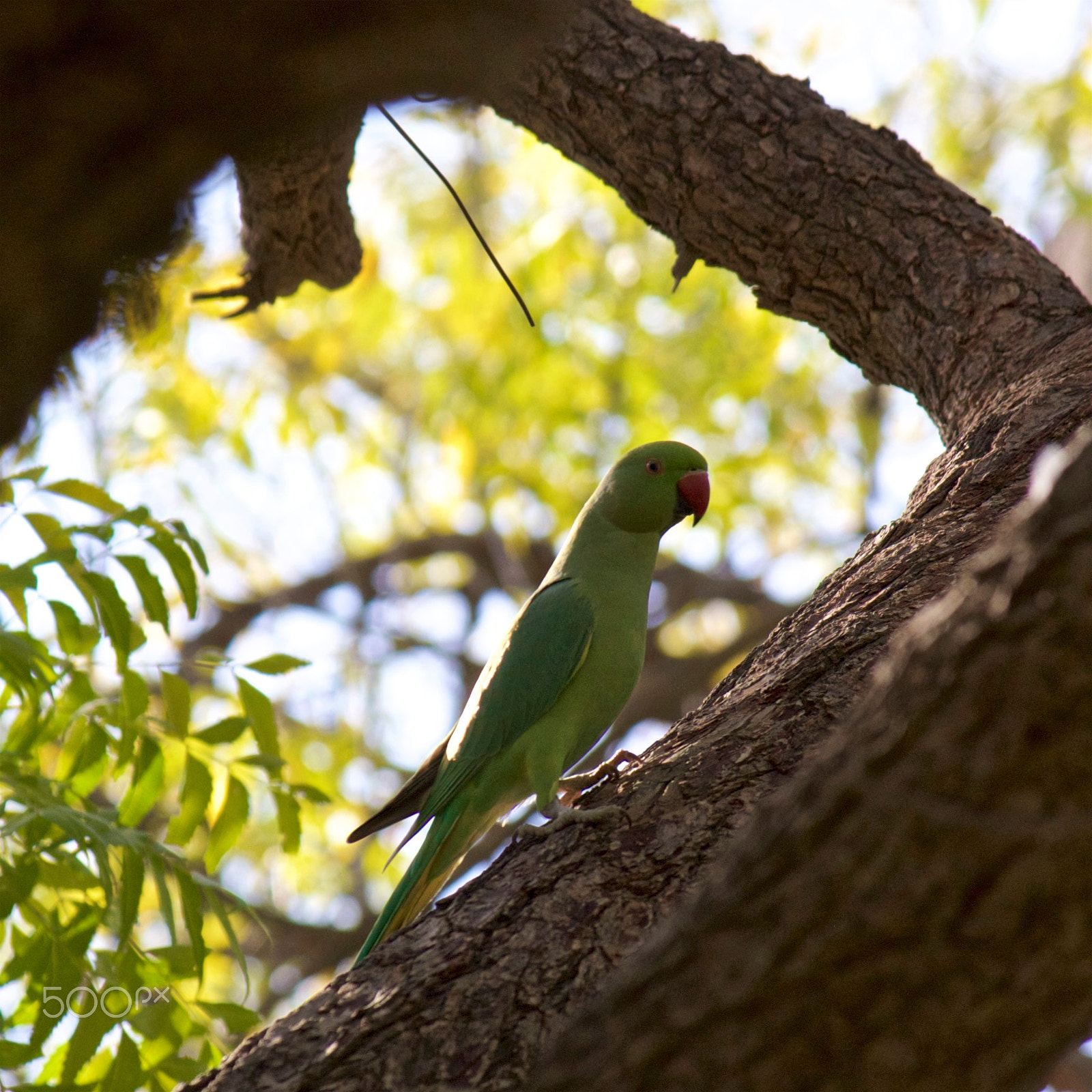 Canon EF-S 55-250mm F4-5.6 IS sample photo. Parrot photography