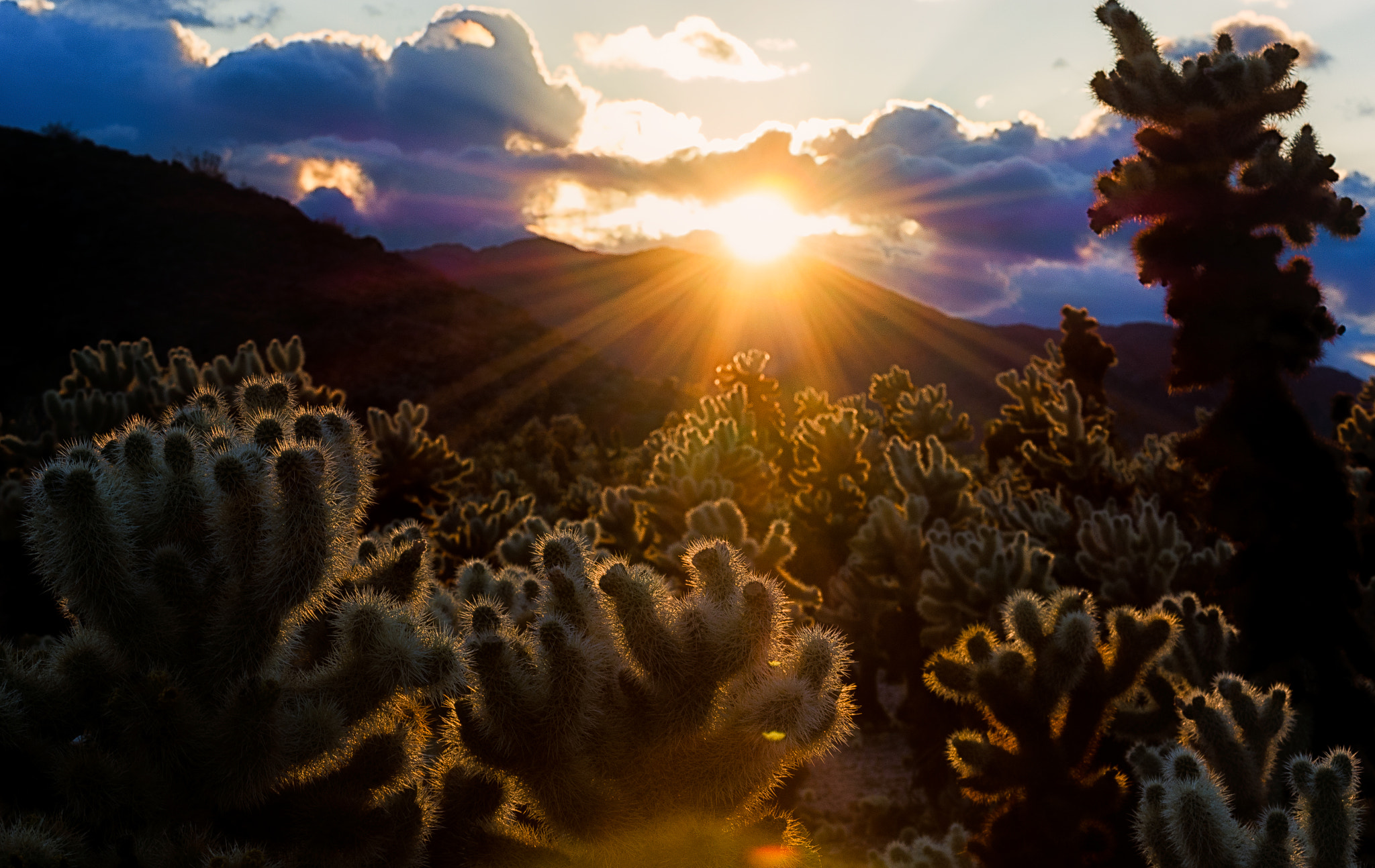 Nikon AF-S Nikkor 70-200mm F2.8G ED VR II sample photo. Cacti photography
