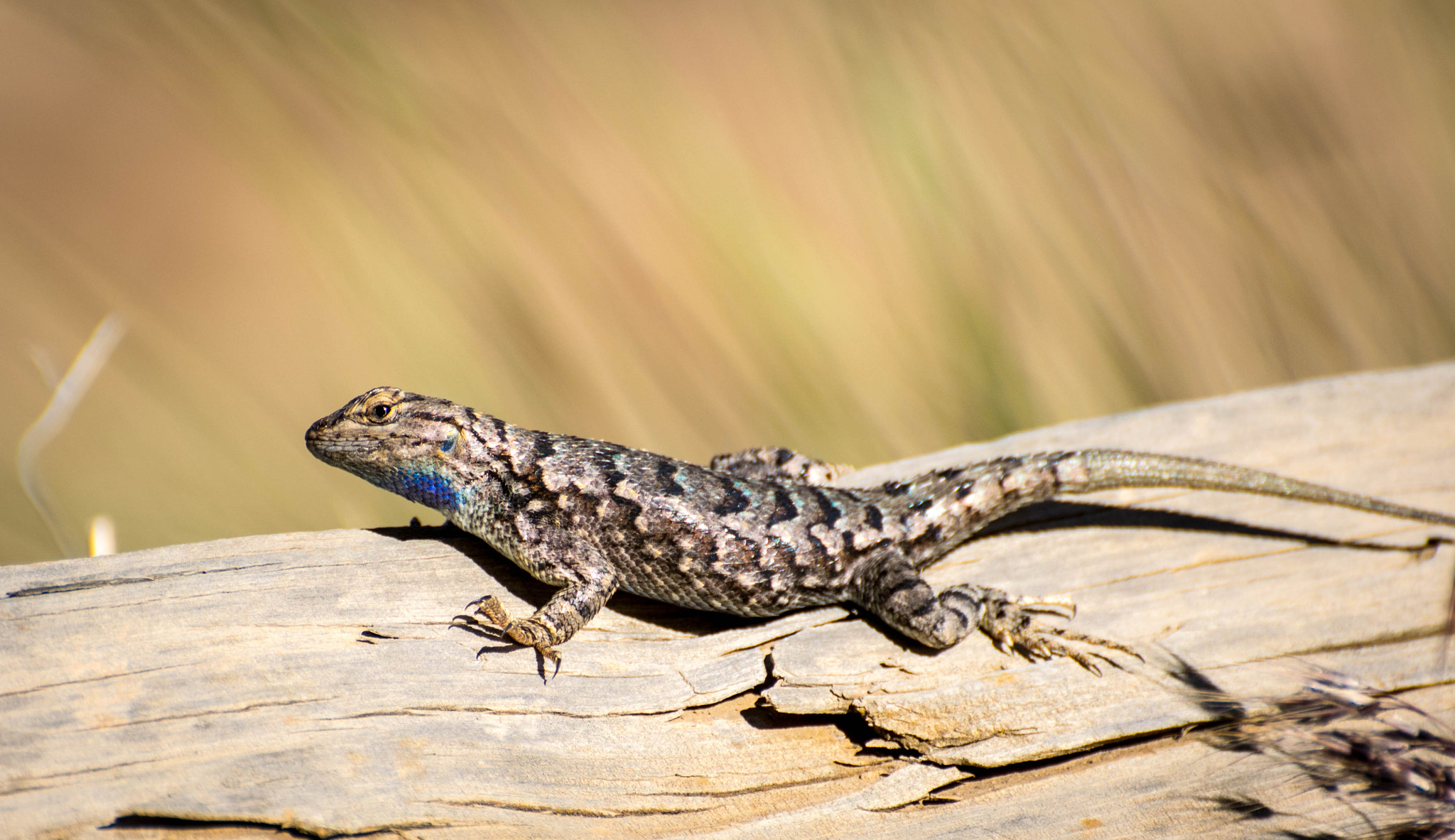 Nikon D3300 sample photo. Blue-belly (western fence lizard) photography