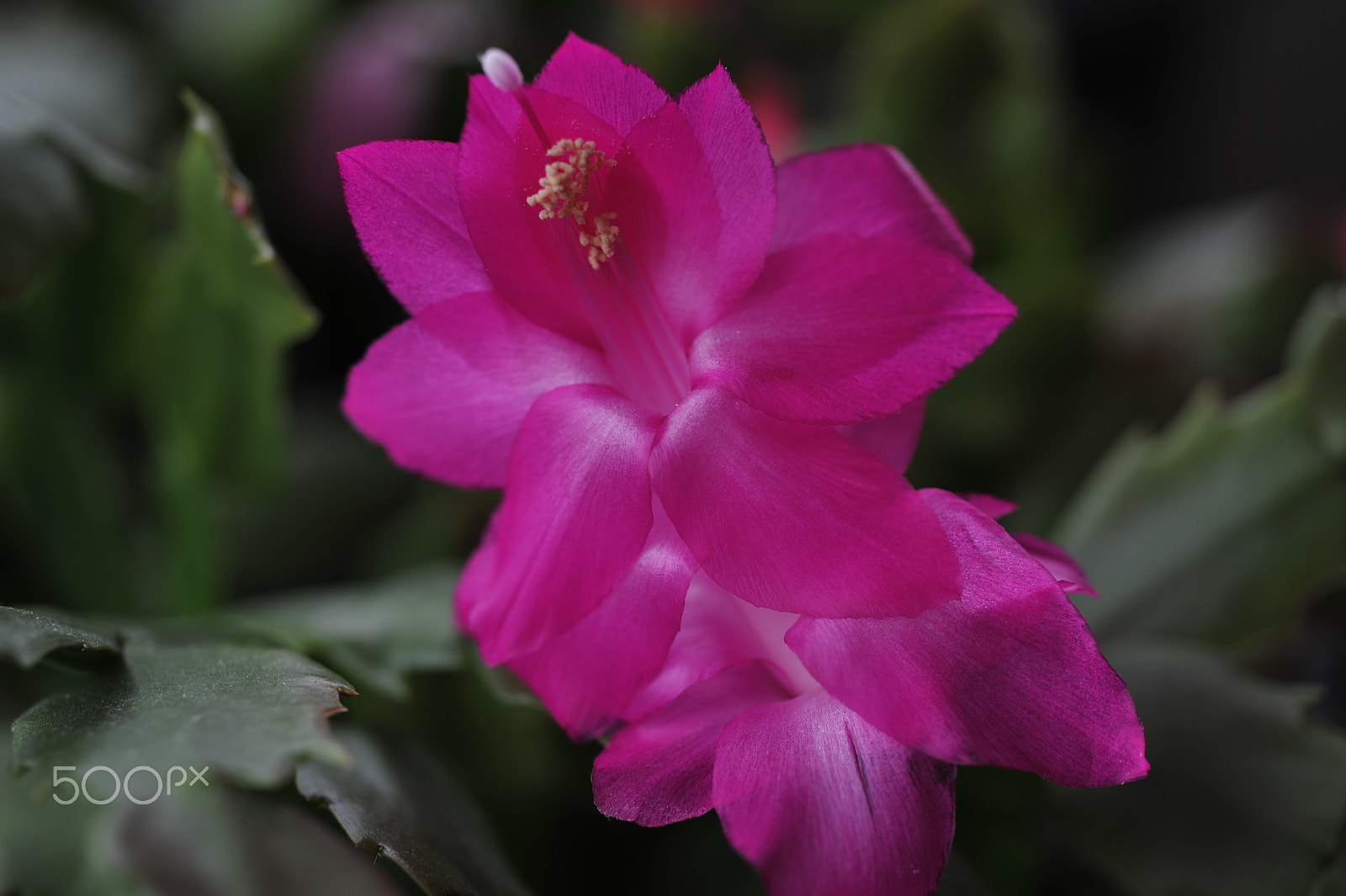 AF Micro-Nikkor 55mm f/2.8 sample photo. Christmas cactus ,schlumbergera photography