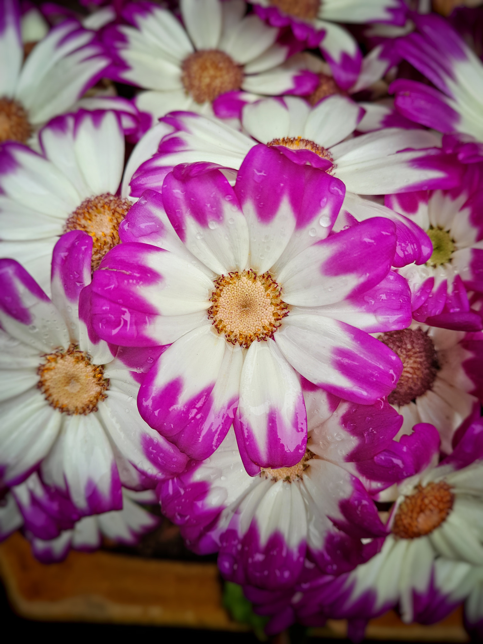 Meizu PRO 5 sample photo. Flower photography