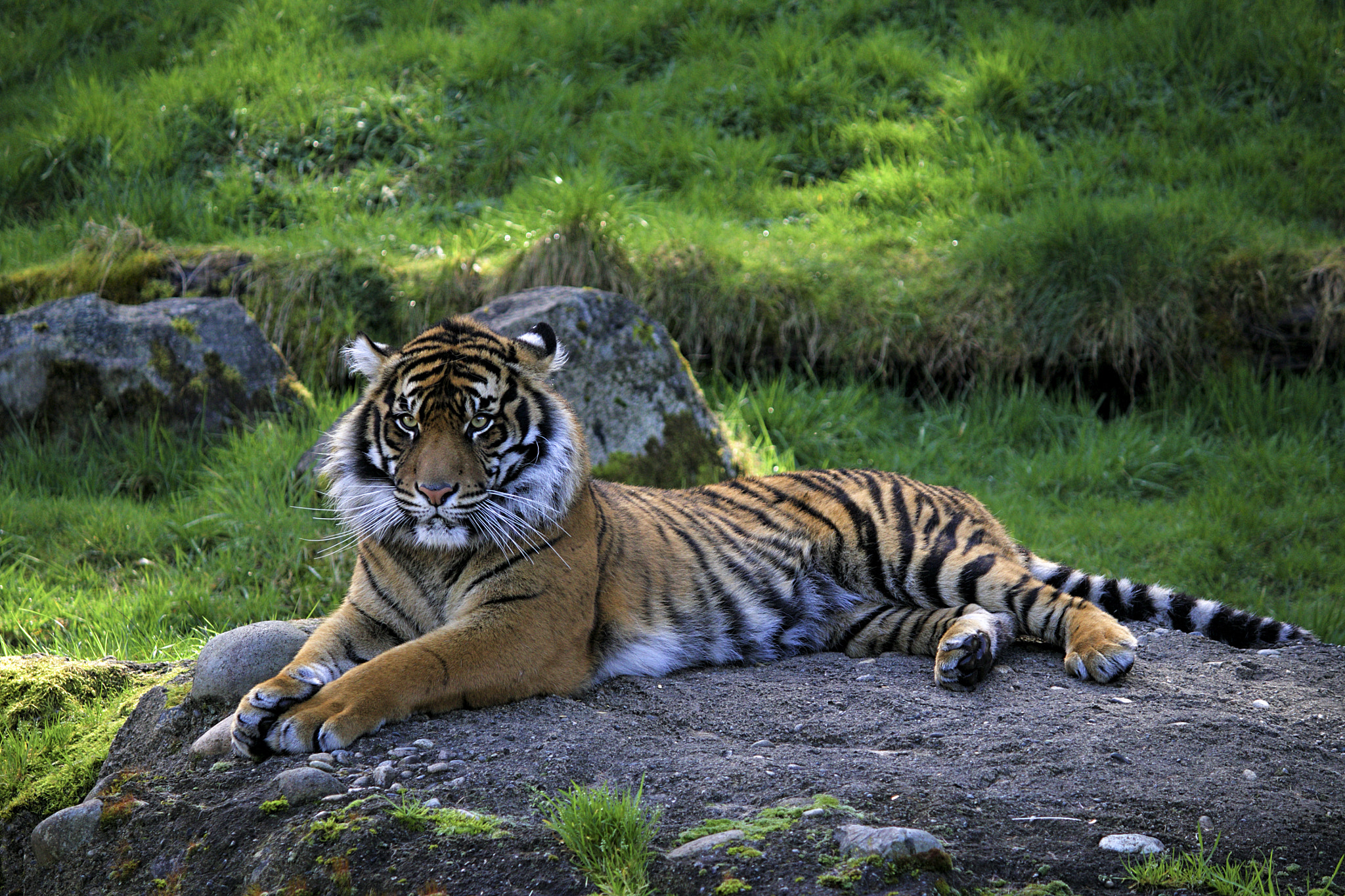 Canon EF-S 55-250mm F4-5.6 IS II sample photo. Gorgeous tiger photography