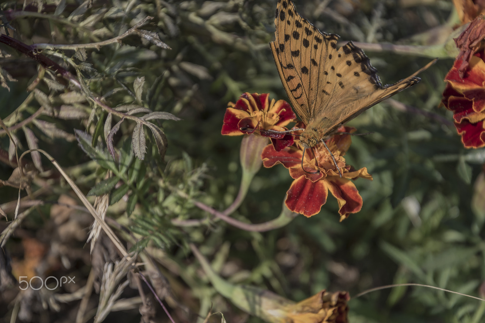 Nikon D7200 sample photo. Lunchtime photography