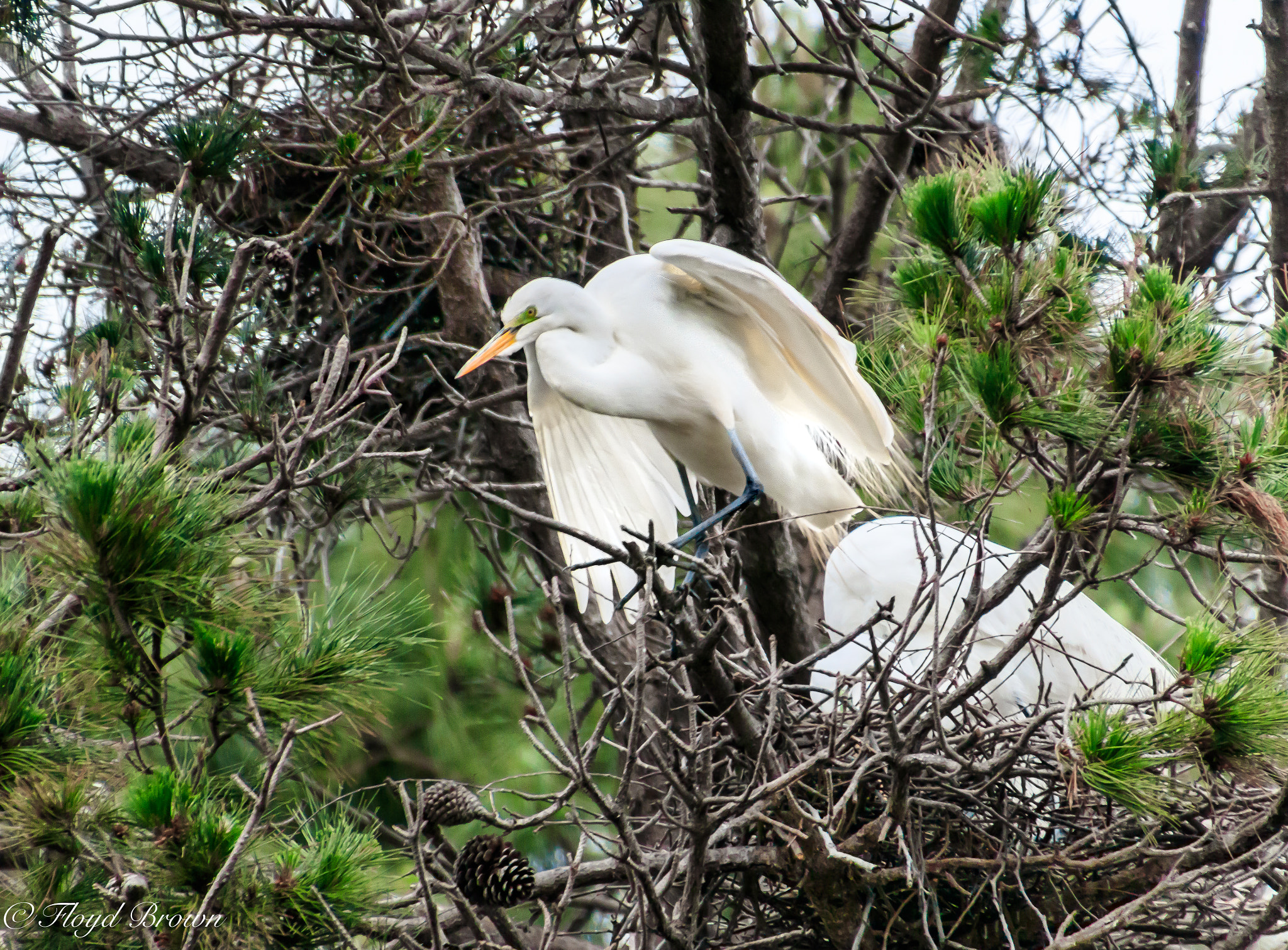 Canon EOS 80D sample photo. Great egret nesting pair photography