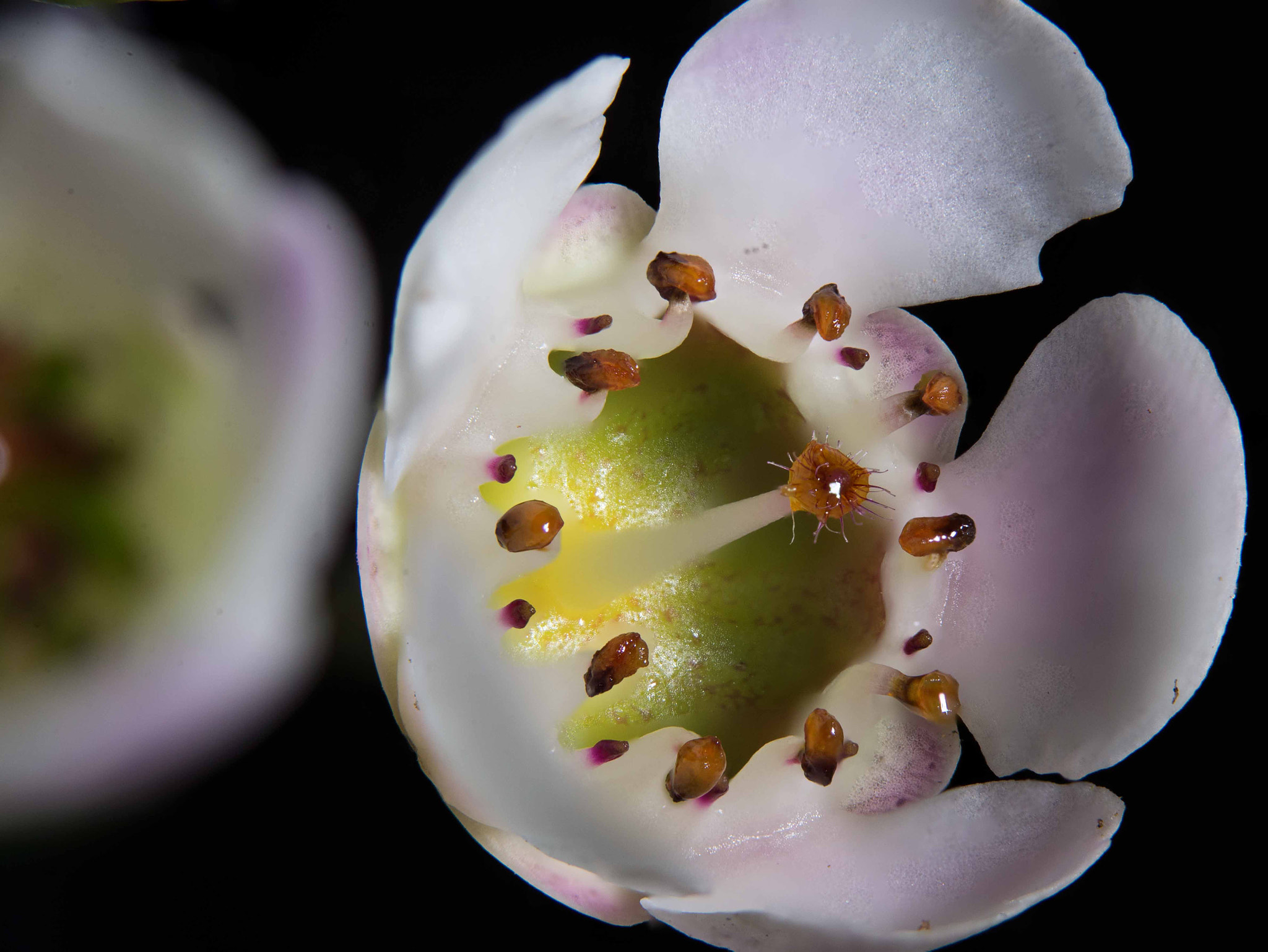 Sigma 105mm F2.8 EX DG OS HSM sample photo. Flower photography