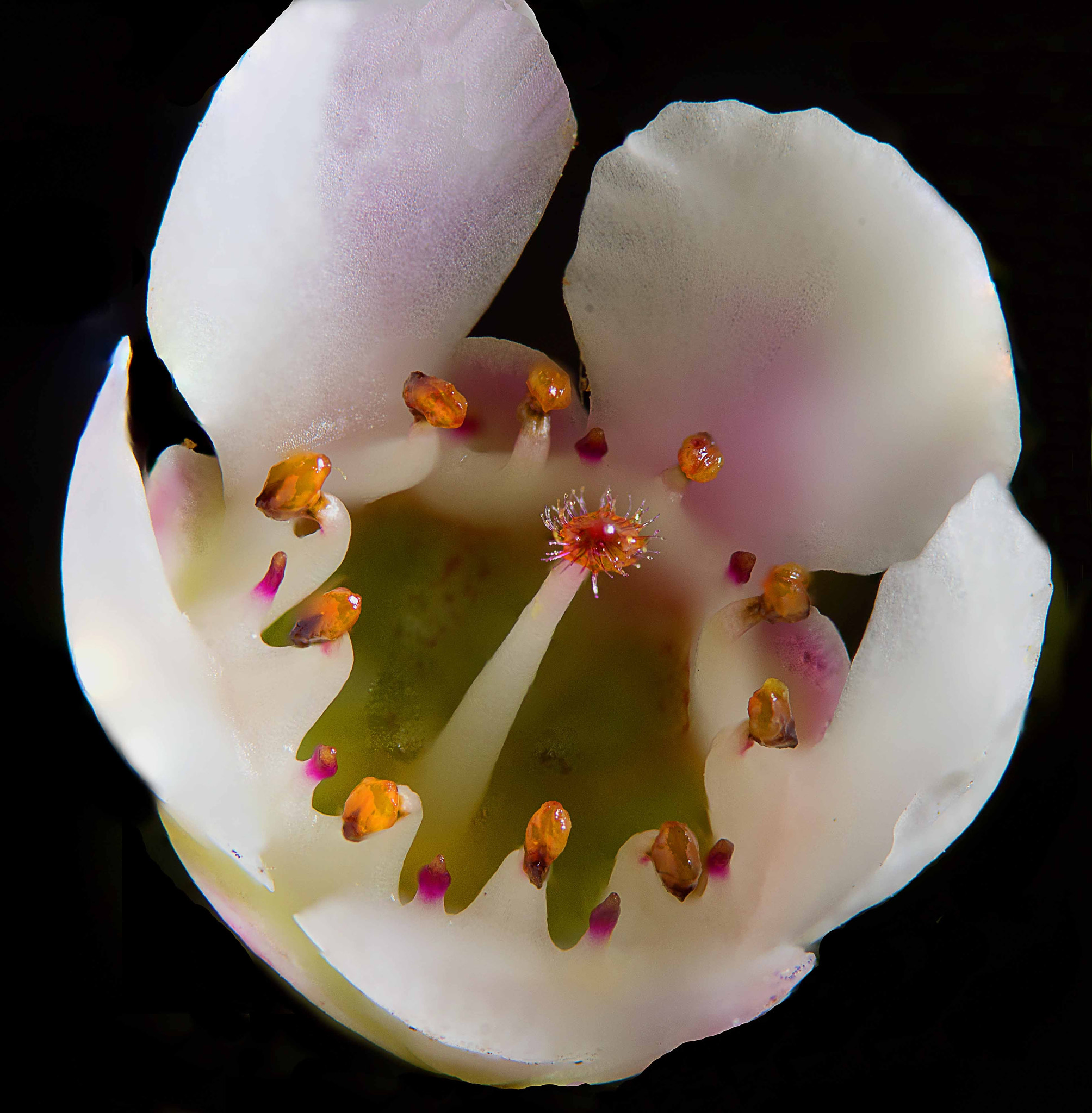 Nikon D610 sample photo. Flower photography