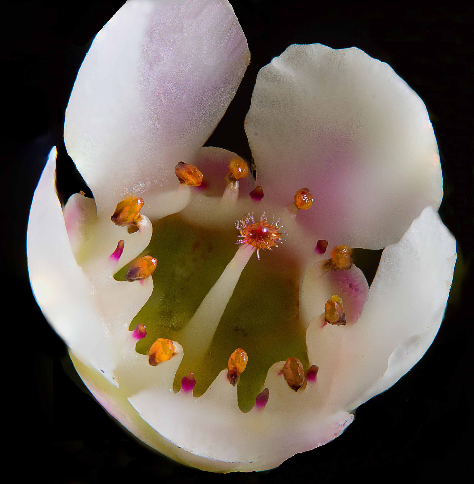 Sigma 105mm F2.8 EX DG OS HSM sample photo. Flower photography