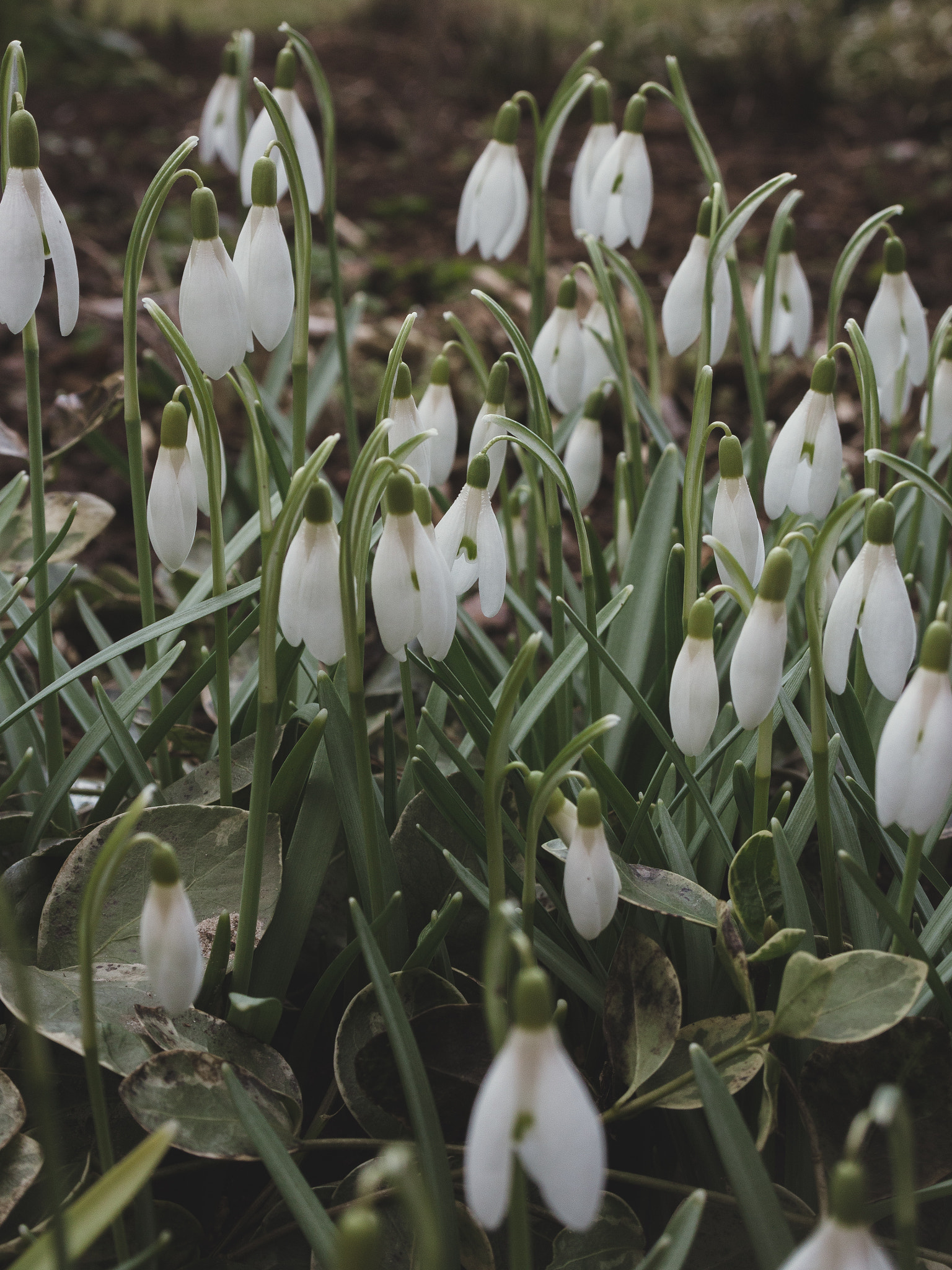 Canon EOS 600D (Rebel EOS T3i / EOS Kiss X5) sample photo. Springtime photography