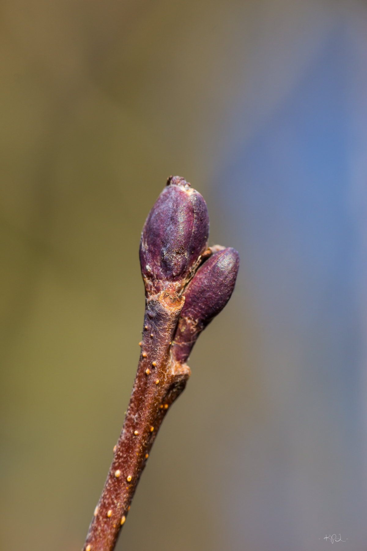 Tamron AF 55-200mm F4-5.6 Di II LD Macro sample photo. Spring photography