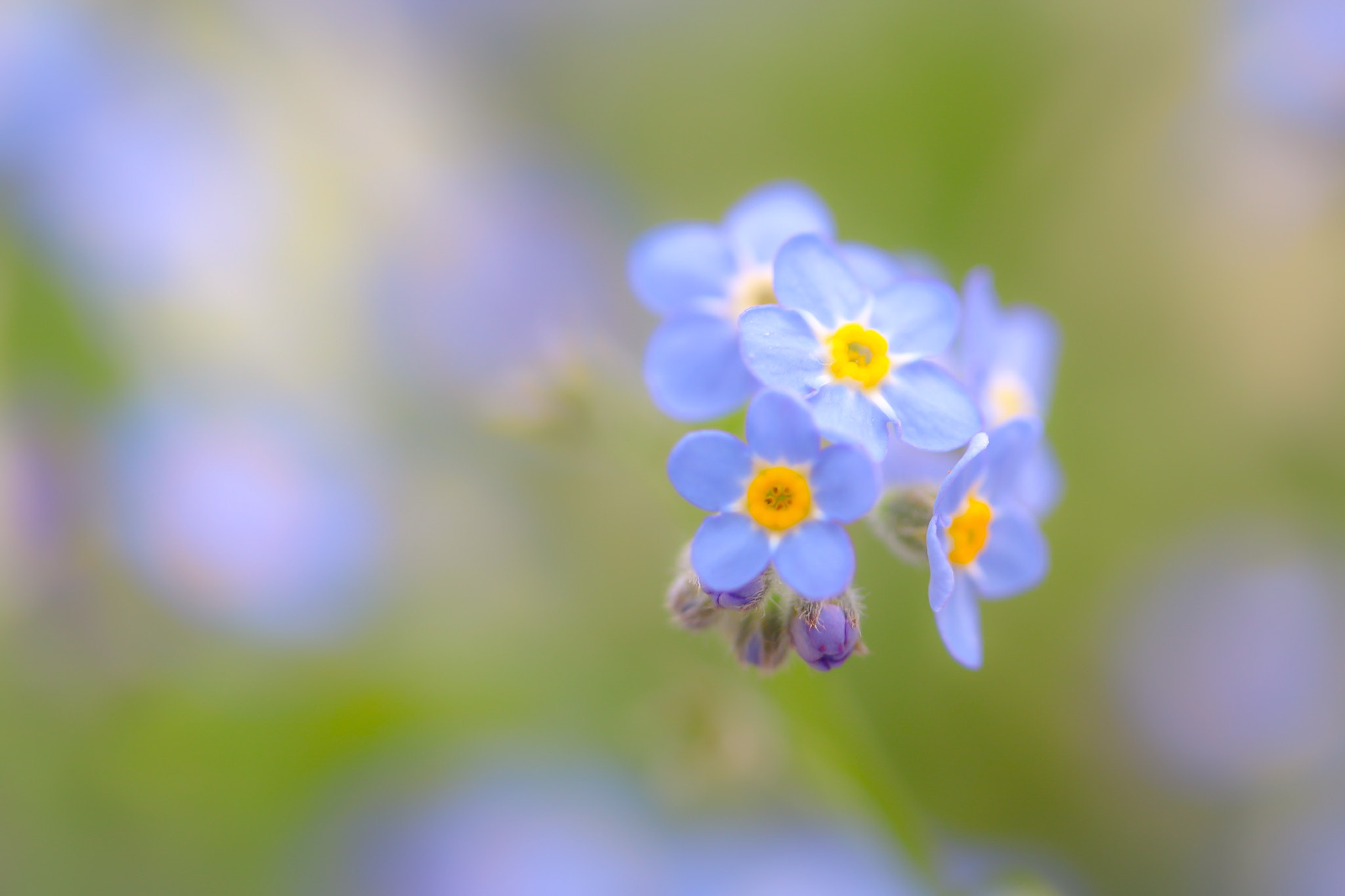 Canon EOS 760D (EOS Rebel T6s / EOS 8000D) sample photo. Whisper in an undertone.  'forget me not' photography