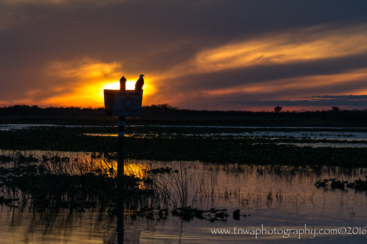 Nikon D3S sample photo. An eagle's sunset silhouette photography