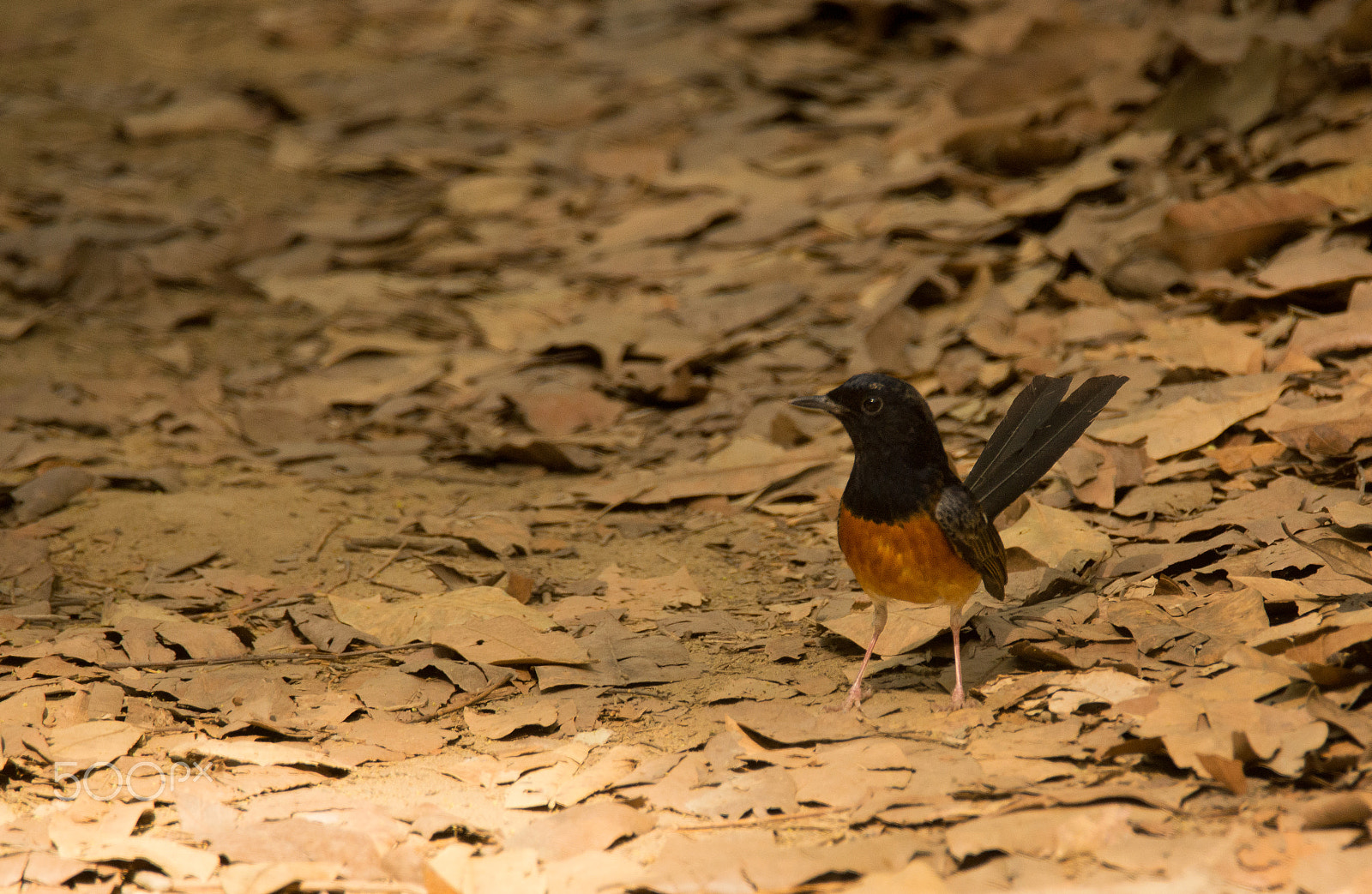 Sony SLT-A65 (SLT-A65V) + Tamron SP 150-600mm F5-6.3 Di VC USD sample photo. White rumped shama photography