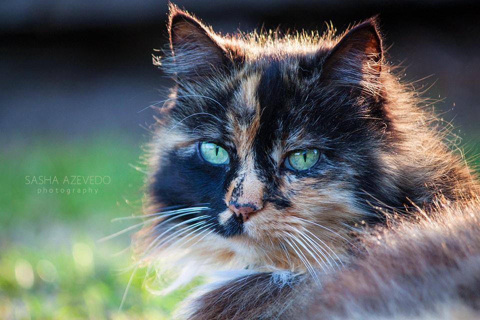Canon EF-S 55-250mm F4-5.6 IS sample photo. Sassafras photography