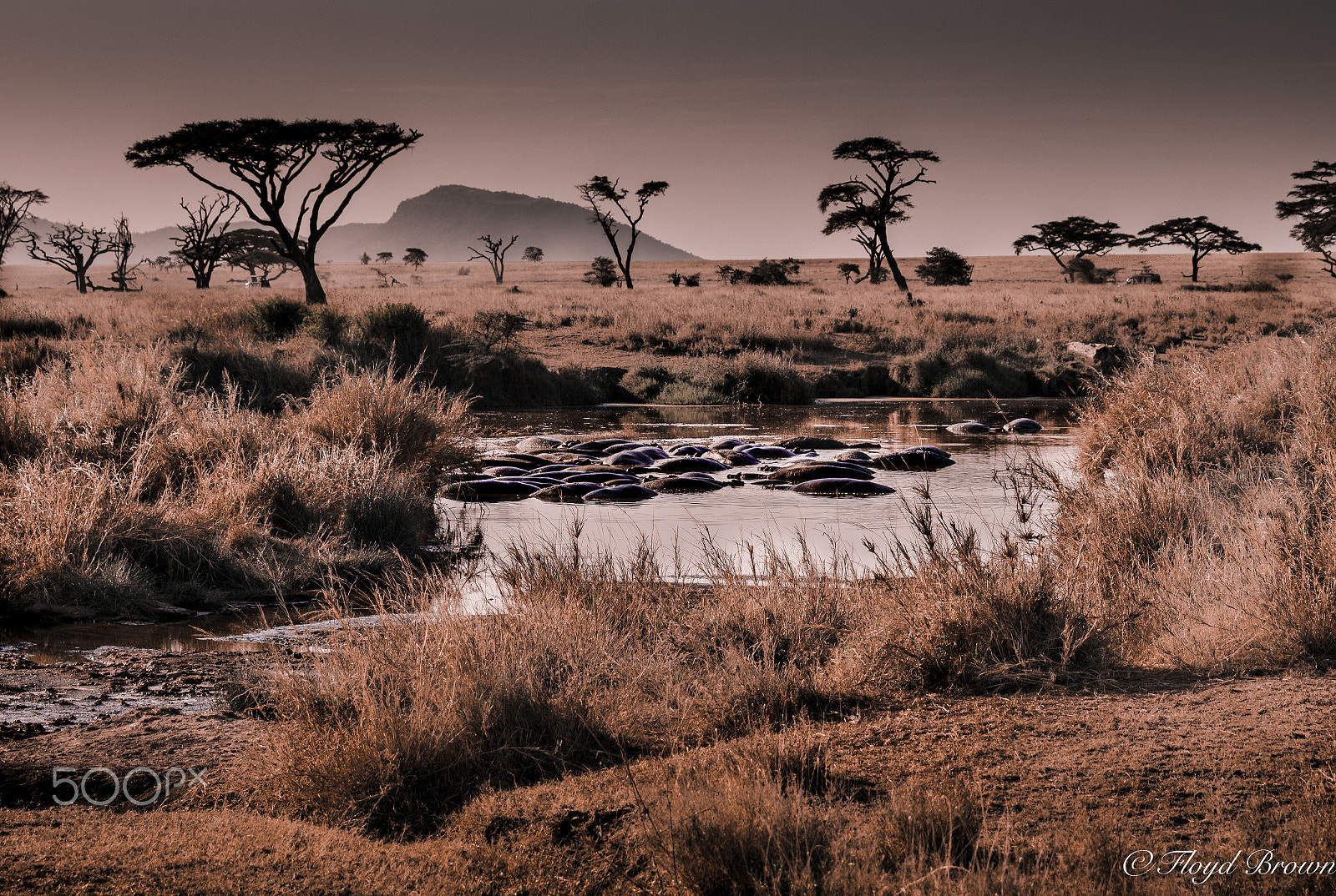 Canon EOS 100D (EOS Rebel SL1 / EOS Kiss X7) sample photo. Hippopotamus pool landscape photography
