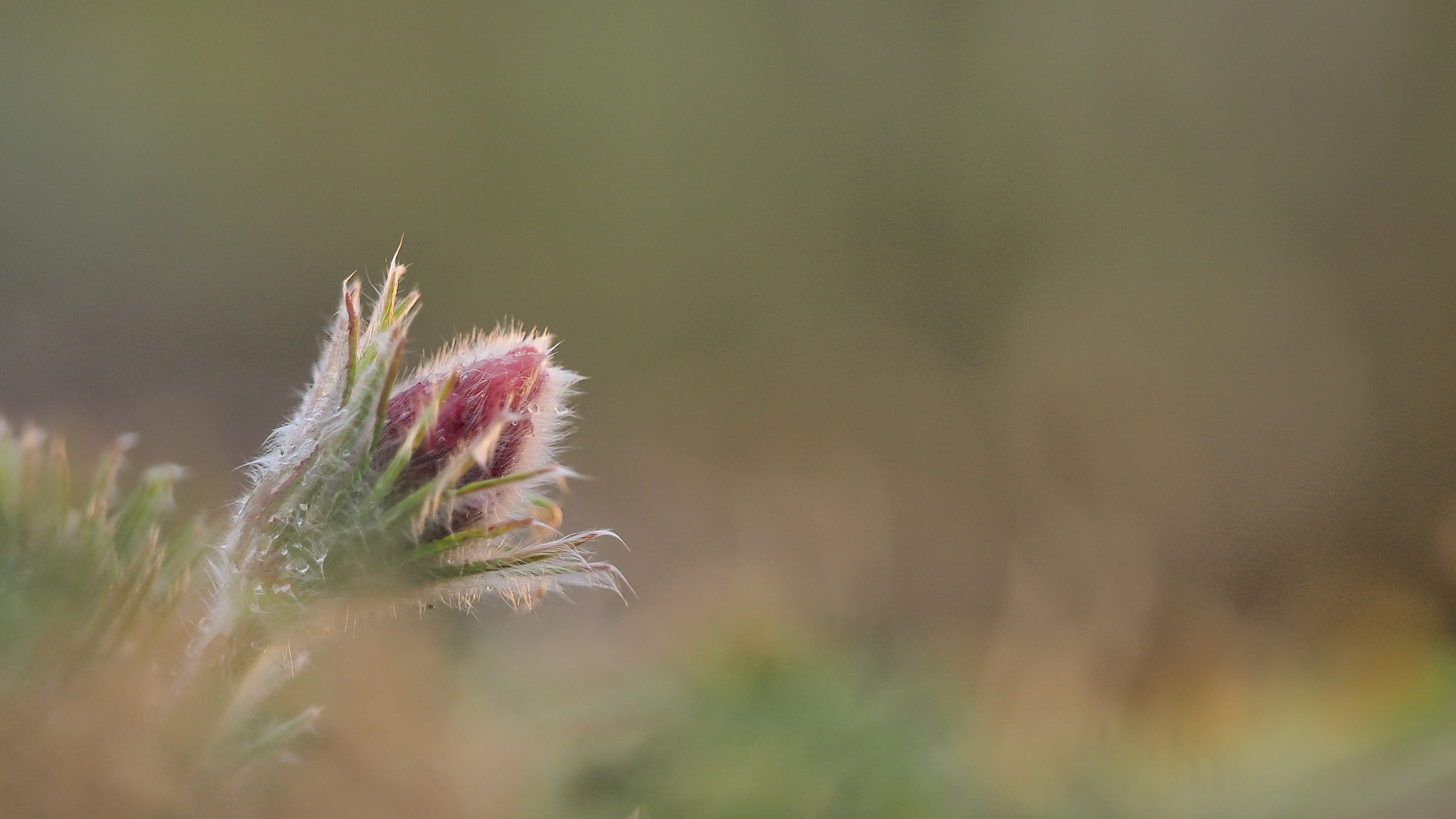 Olympus OM-D E-M1 sample photo. One of the first european pasqueflower photography