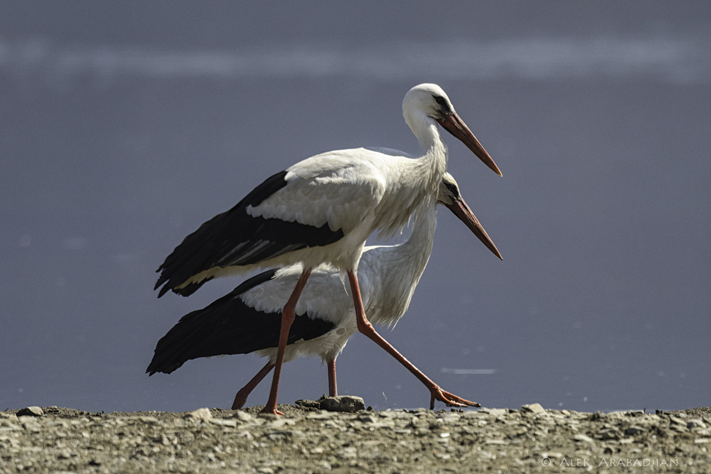 Nikon AF-S Nikkor 800mm F5.6E FL ED VR sample photo. Springtime photography