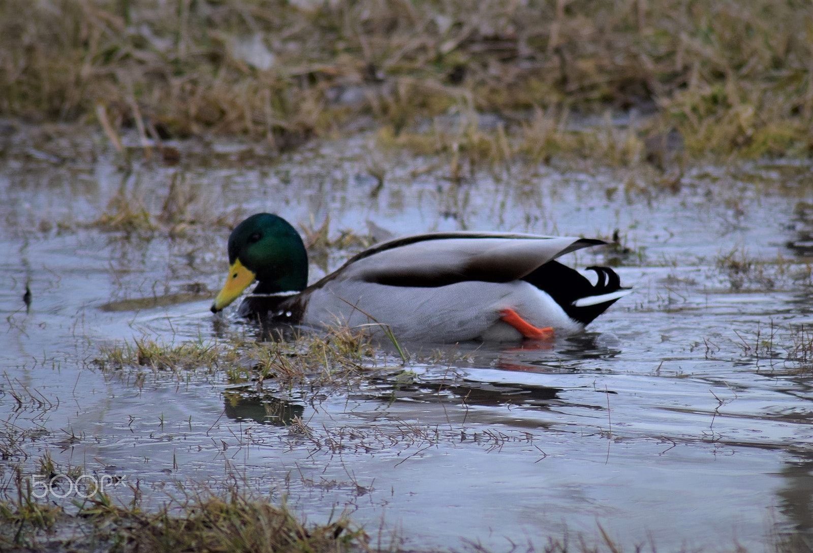 Nikon D3300 sample photo. Mallard male duck swimming photography