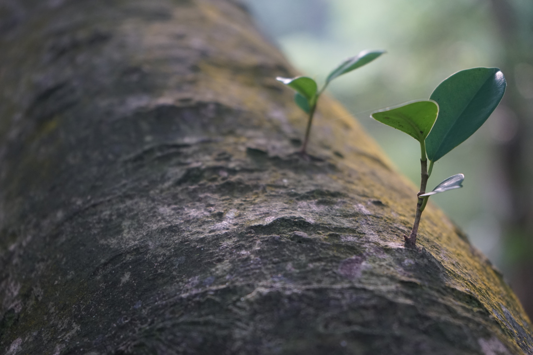 Sony a7 sample photo. Tree buds photography