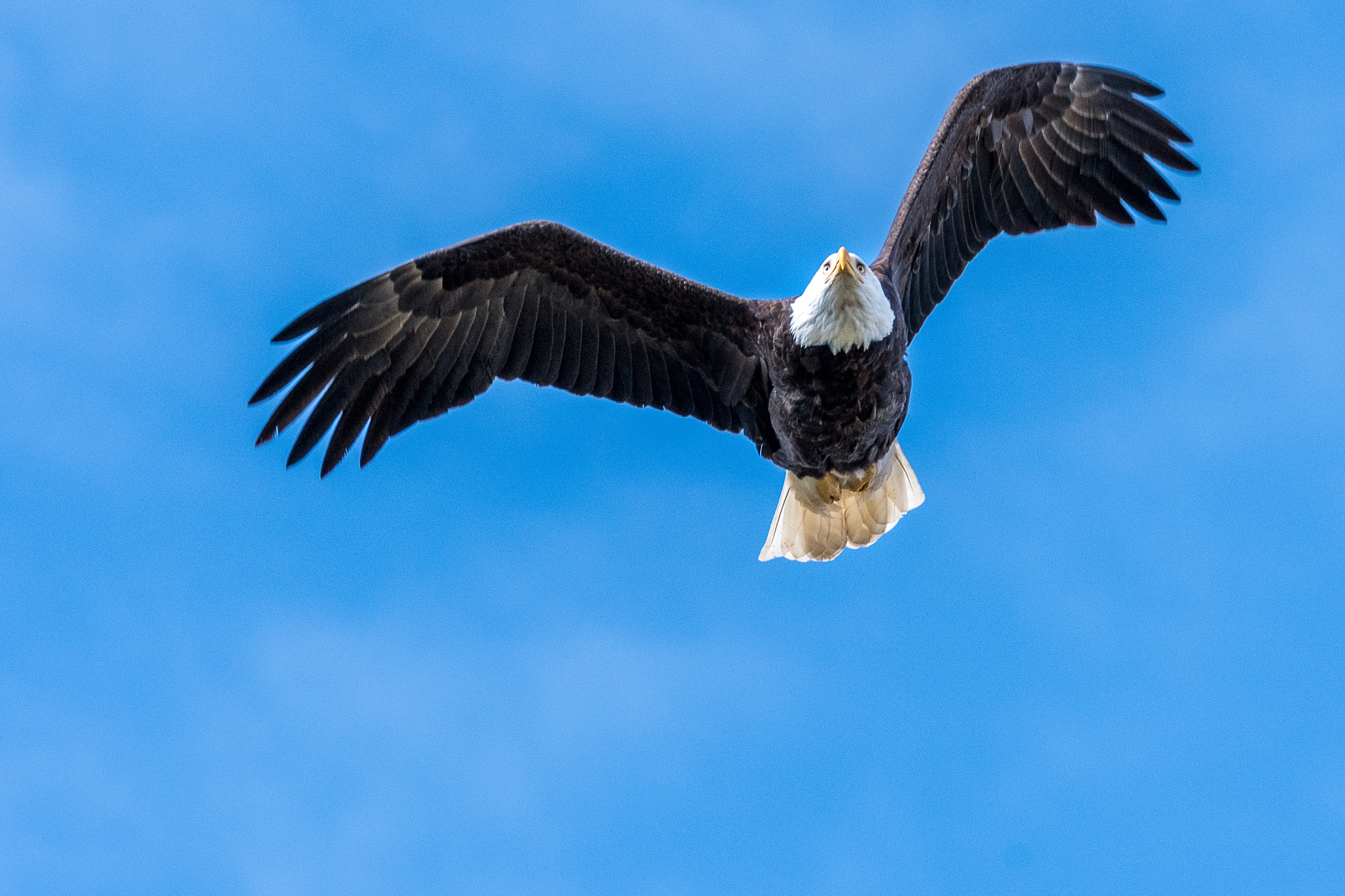 Nikon D500 sample photo. Soaring eagle photography