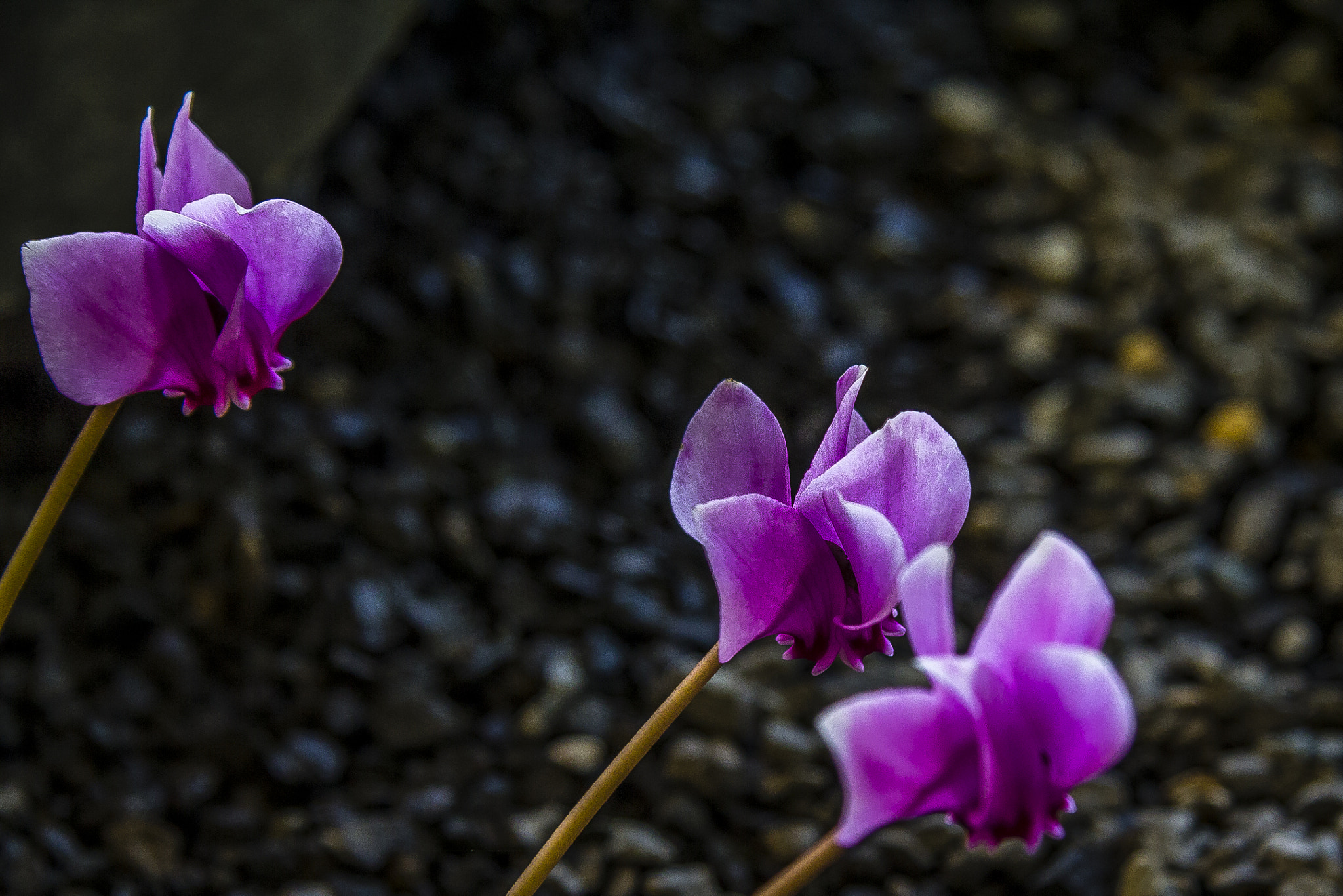 Canon EF-S 17-85mm F4-5.6 IS USM sample photo. Cyclamen graecum photography