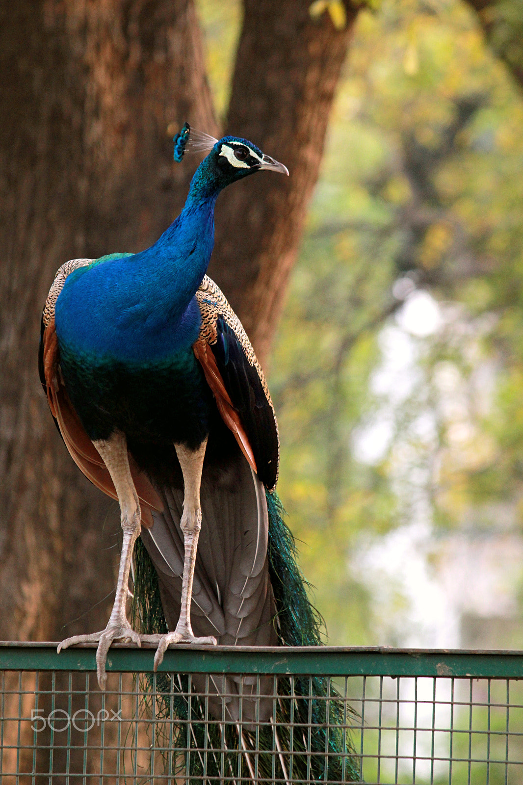 Canon EF-S 55-250mm F4-5.6 IS II sample photo. Born to stand out! photography