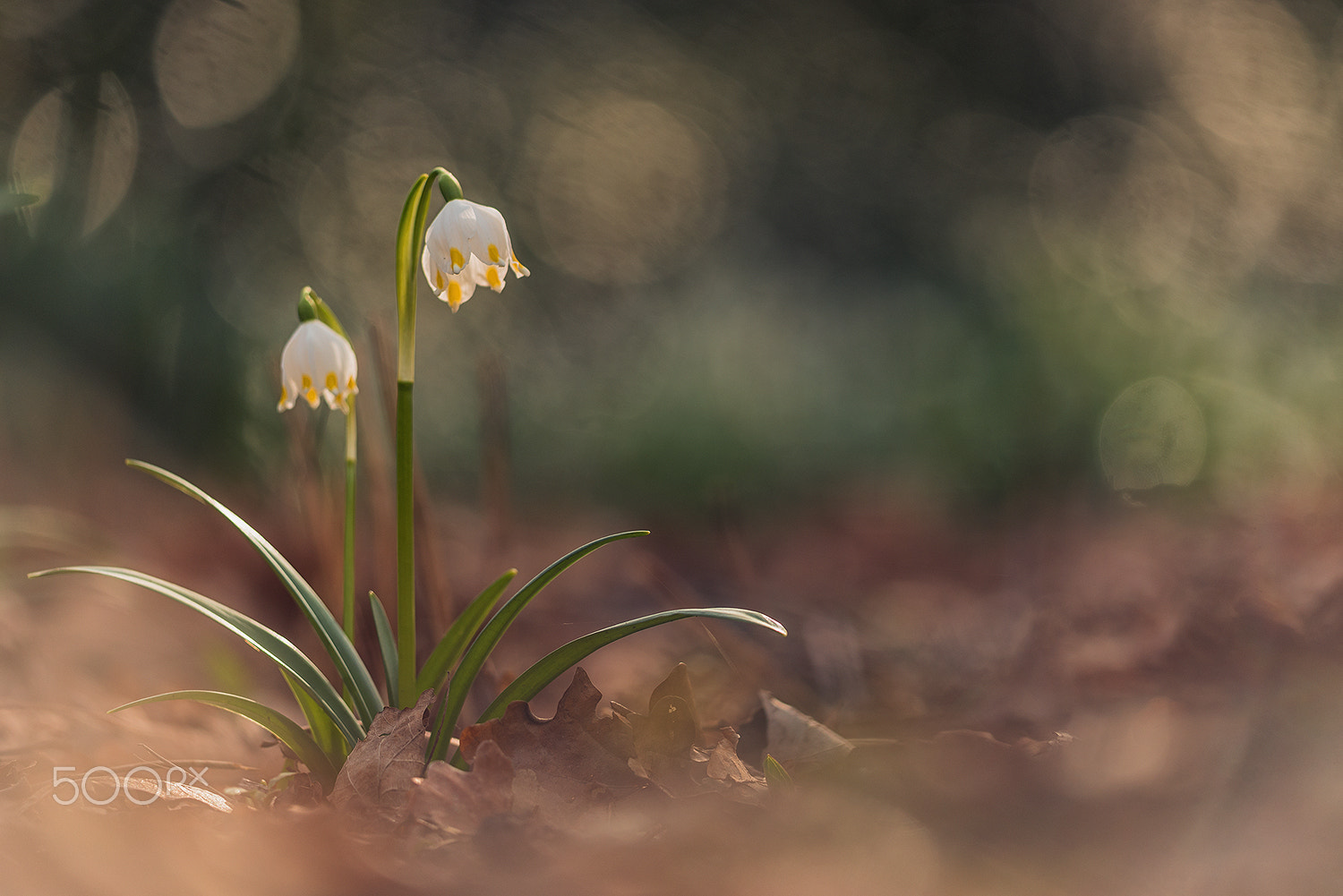 Sigma 150mm F2.8 EX DG Macro HSM sample photo. Spring snowflake photography